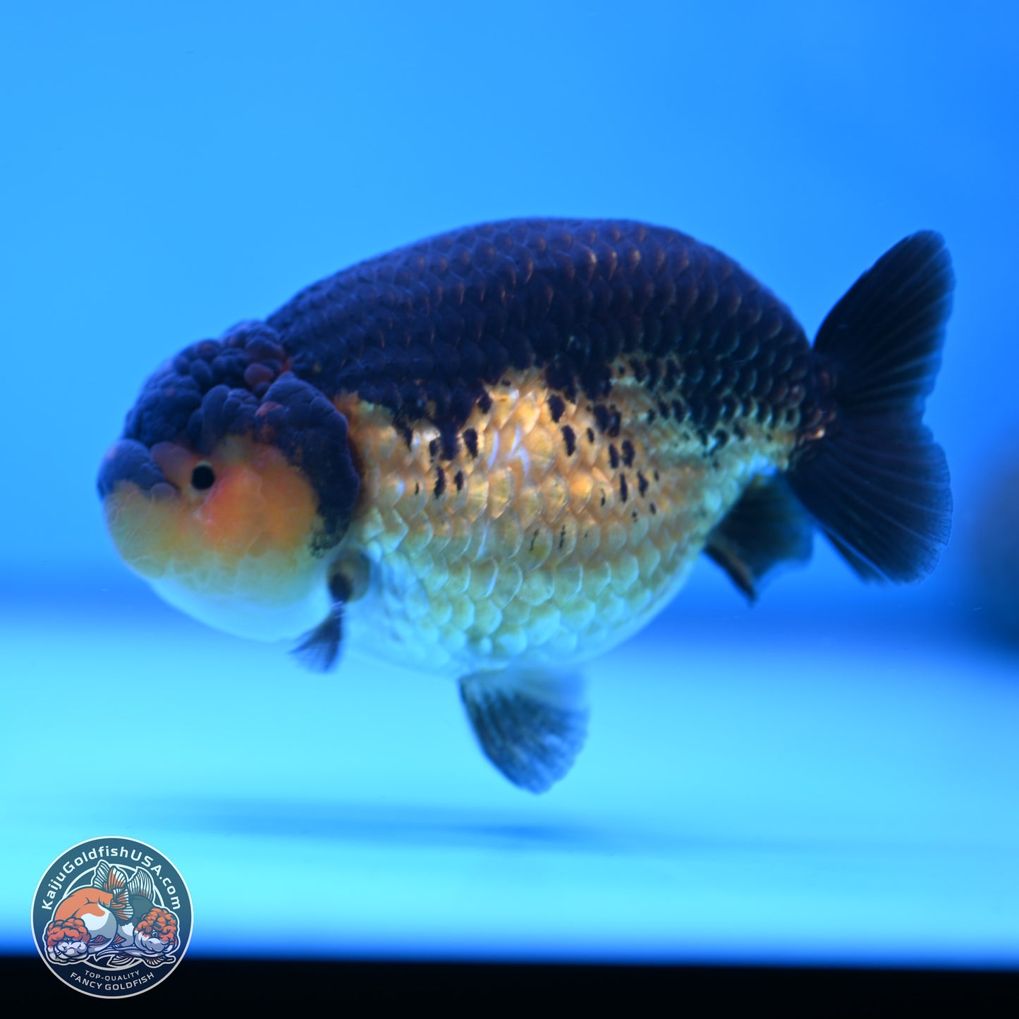 Ranchu inch Body (250812_RC05)