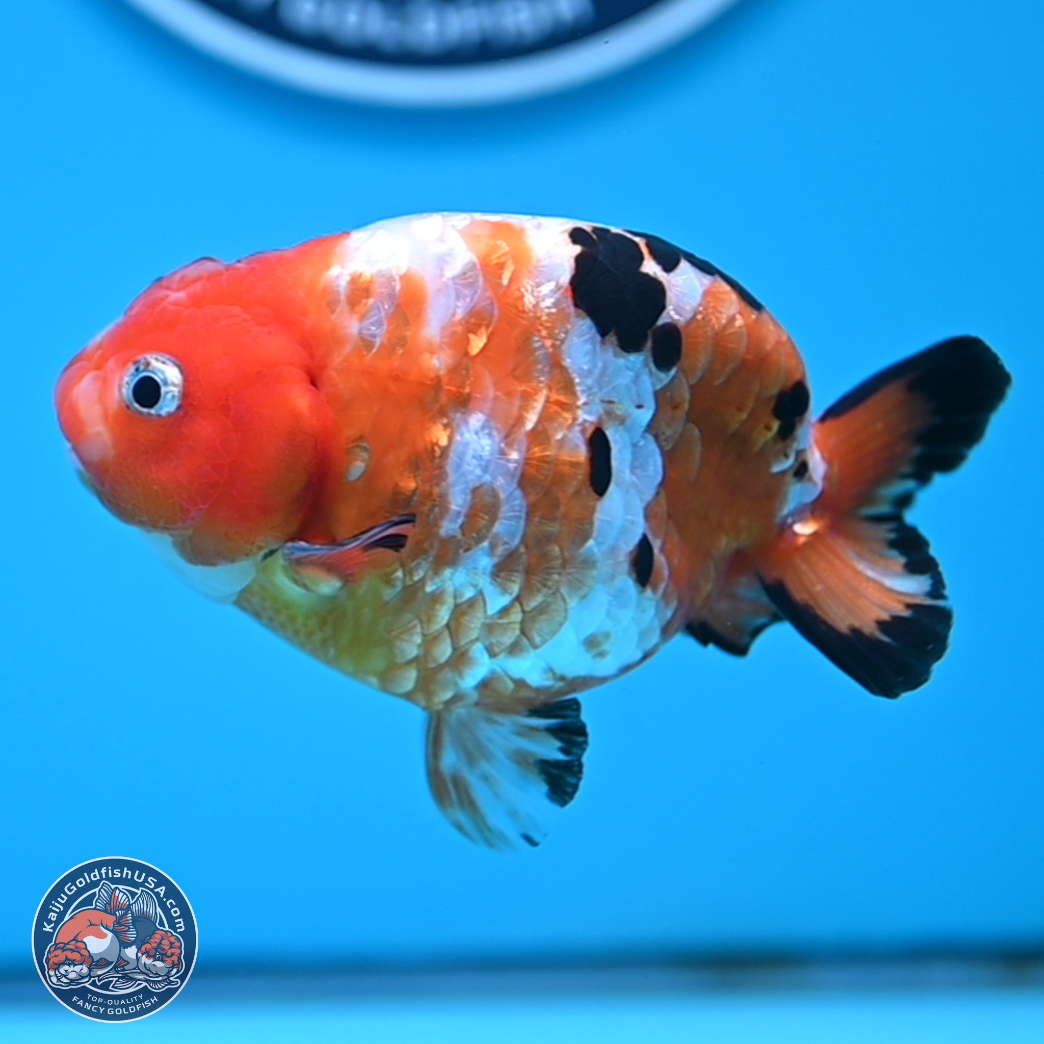 Tricolor Ranchu Goldfish for Sale | Kaiju Goldfish USA