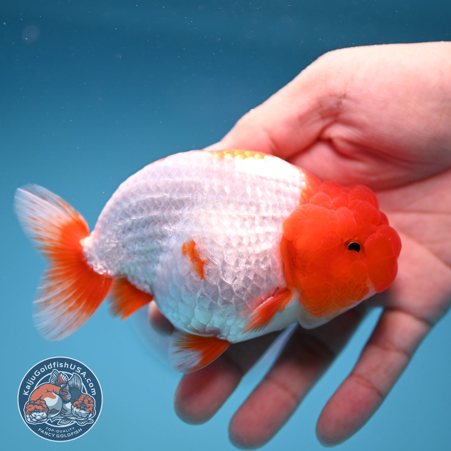 Red Head Buffalo Ranchu 4 inch Body (250912_RC05)