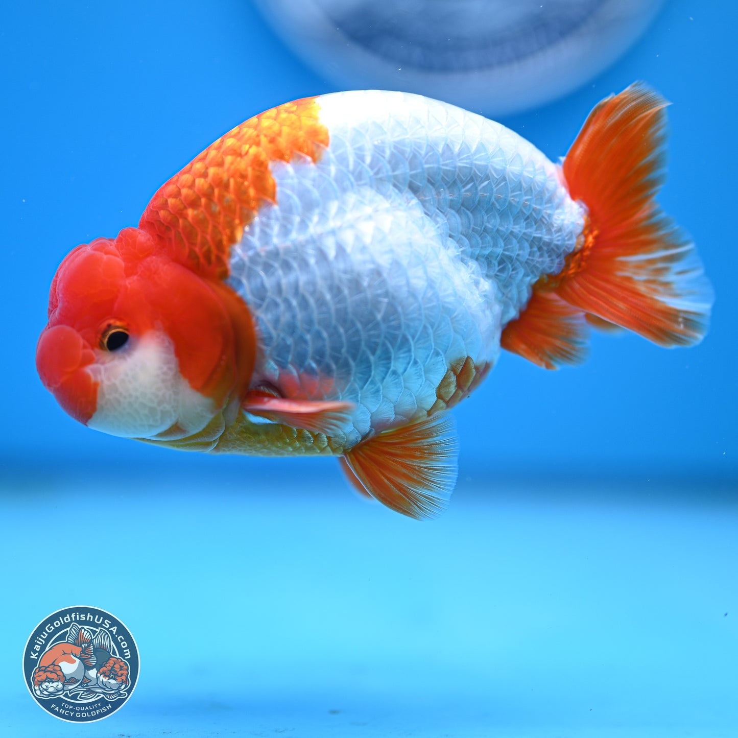 AAA Grade Red White Buffalo Ranchu 5 inches (241025_RC05) - Kaiju Goldfish USA