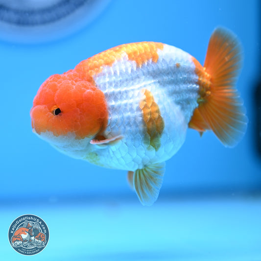 Red White Lionchu 3.5in Body (240823_RC05) - Kaiju Goldfish USA