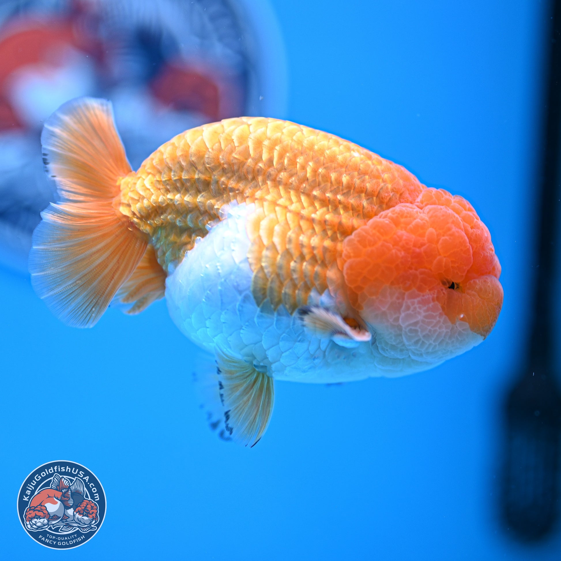 A Grade Red White Lionchu 4-4.5 inches (240906_RC05) - Kaiju Goldfish USA