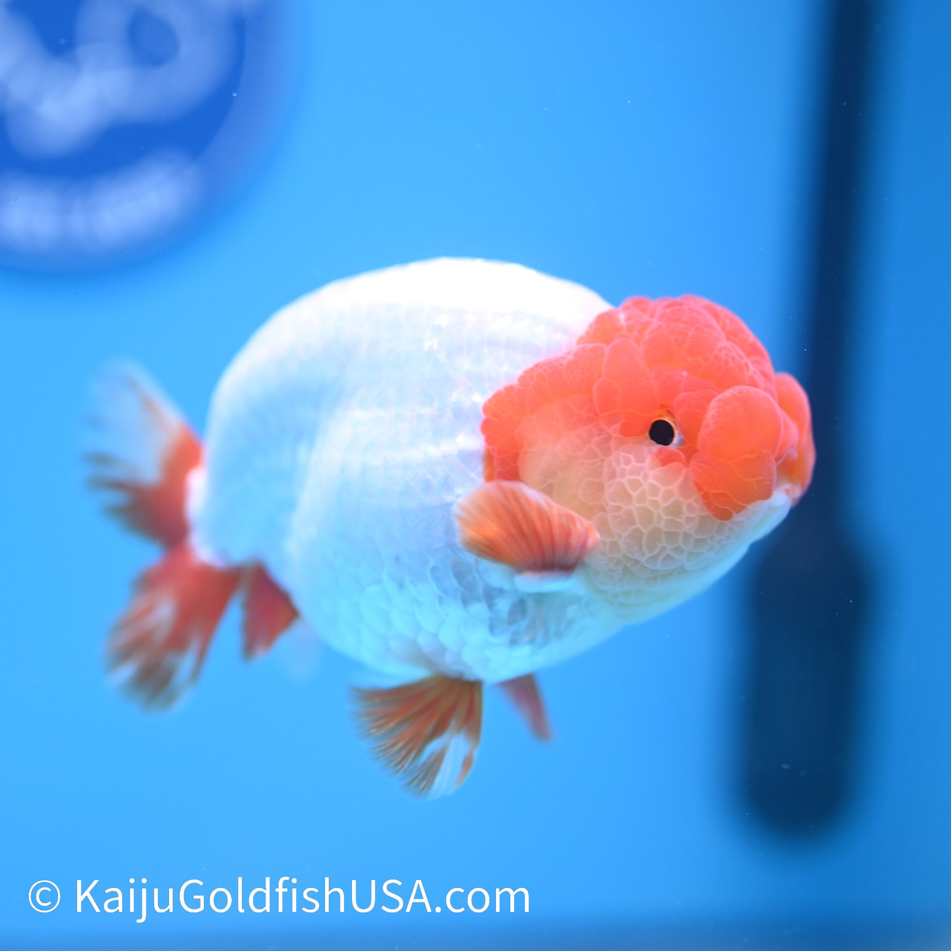 Red White Buffalo Ranchu 4.5 - 5 inches (240322_RC05) - Kaiju Goldfish USA