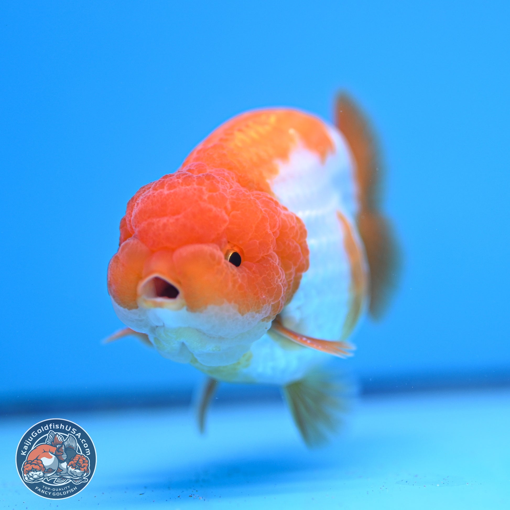 Red White Lionchu 3.5in Body (240823_RC05) - Kaiju Goldfish USA