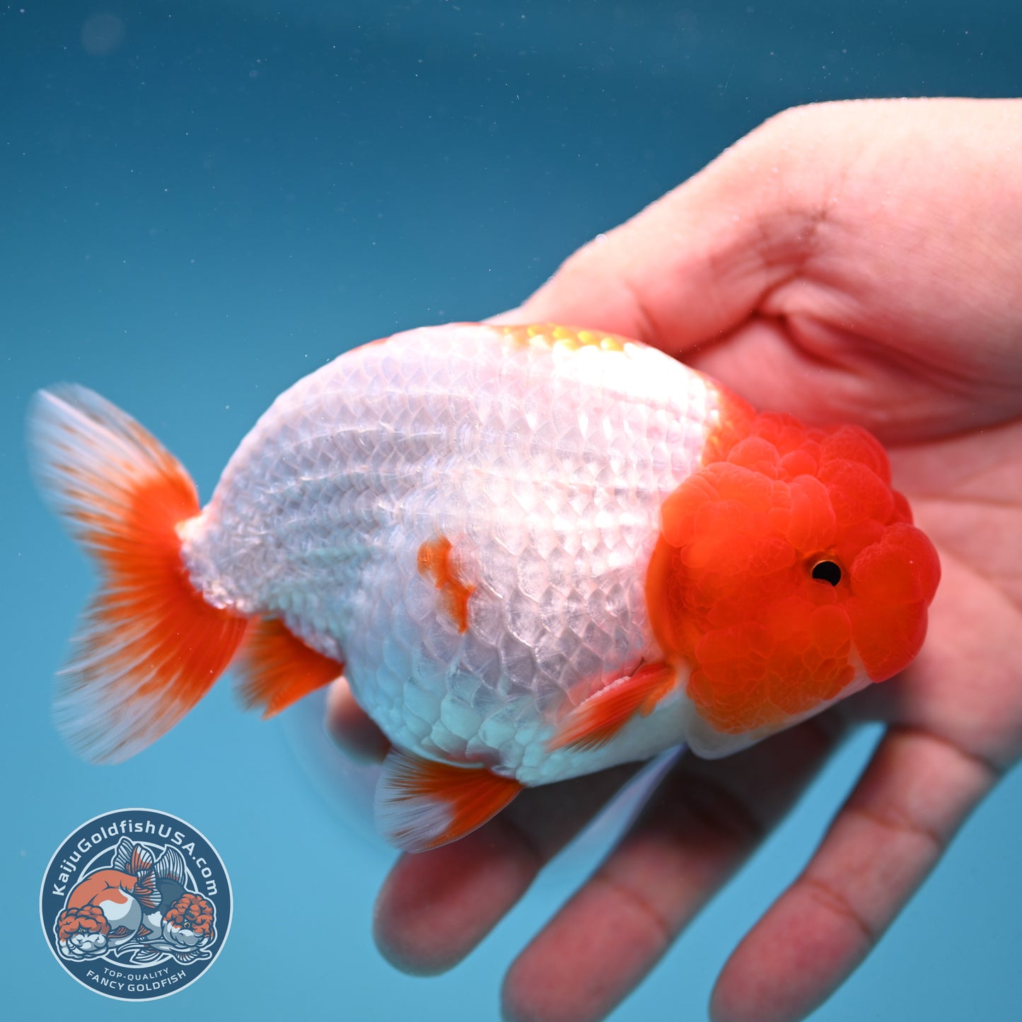 Red Head Buffalo Ranchu 4 inch Body (250912_RC05)