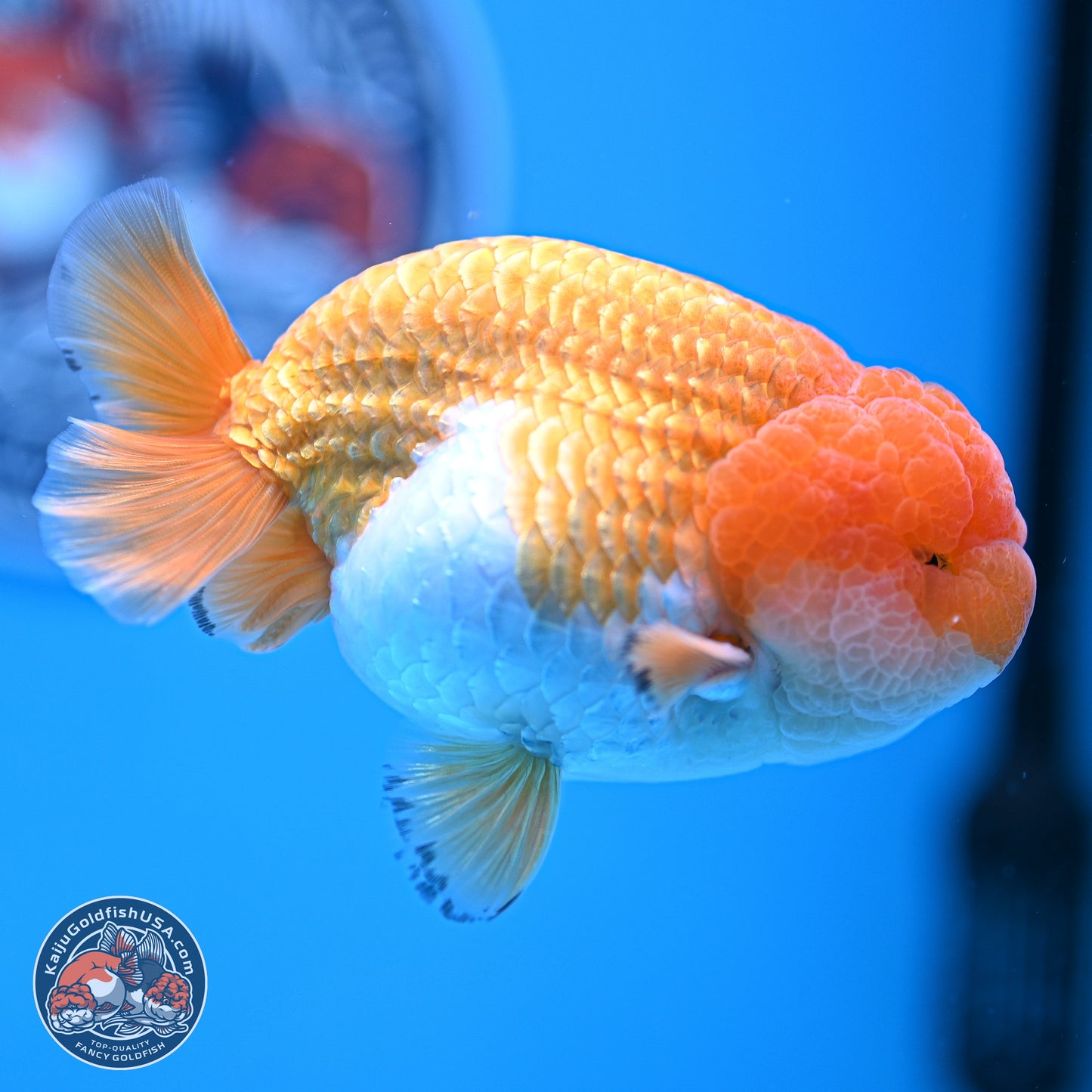 A Grade Red White Lionchu 4-4.5 inches (240906_RC05) - Kaiju Goldfish USA