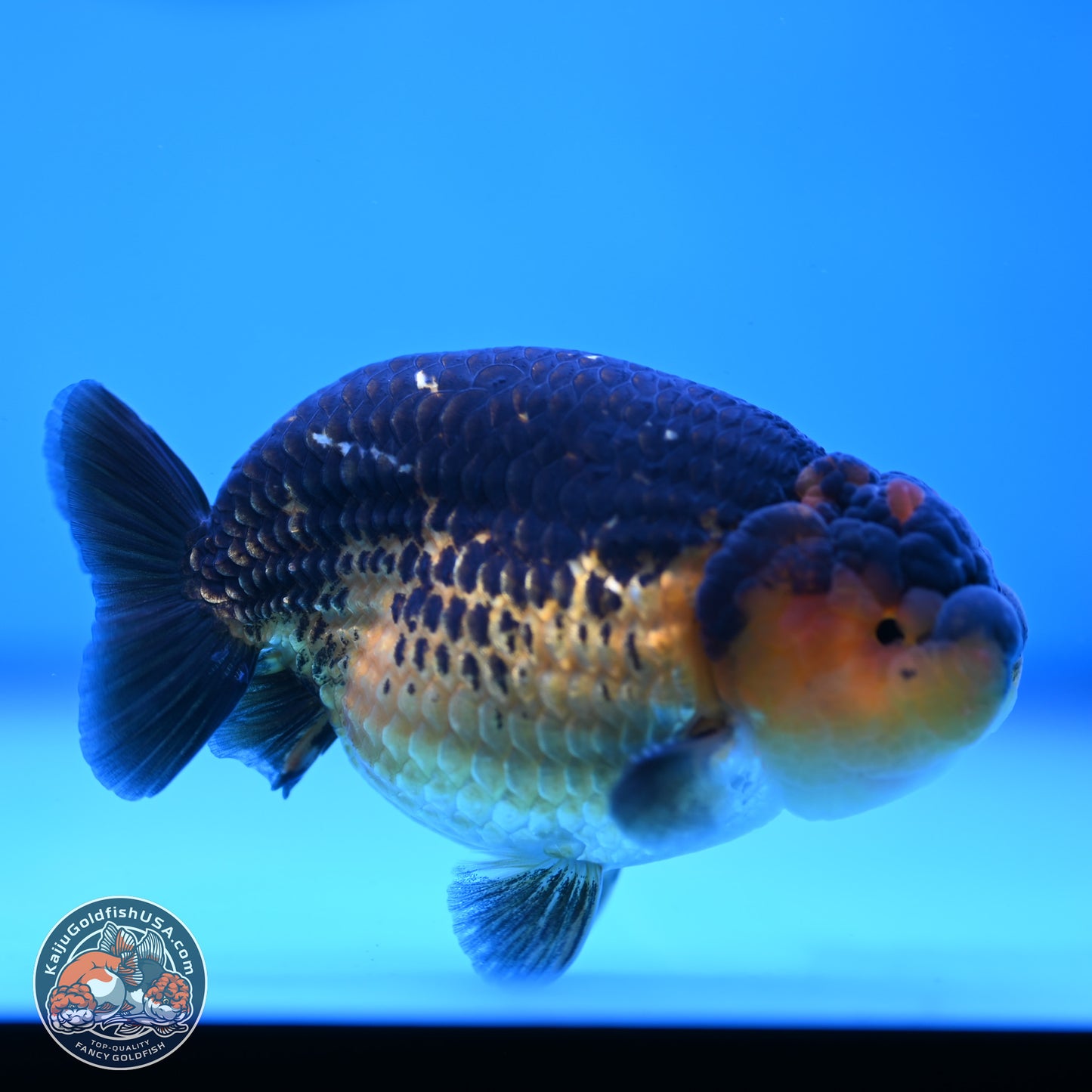Ranchu inch Body (250812_RC05)