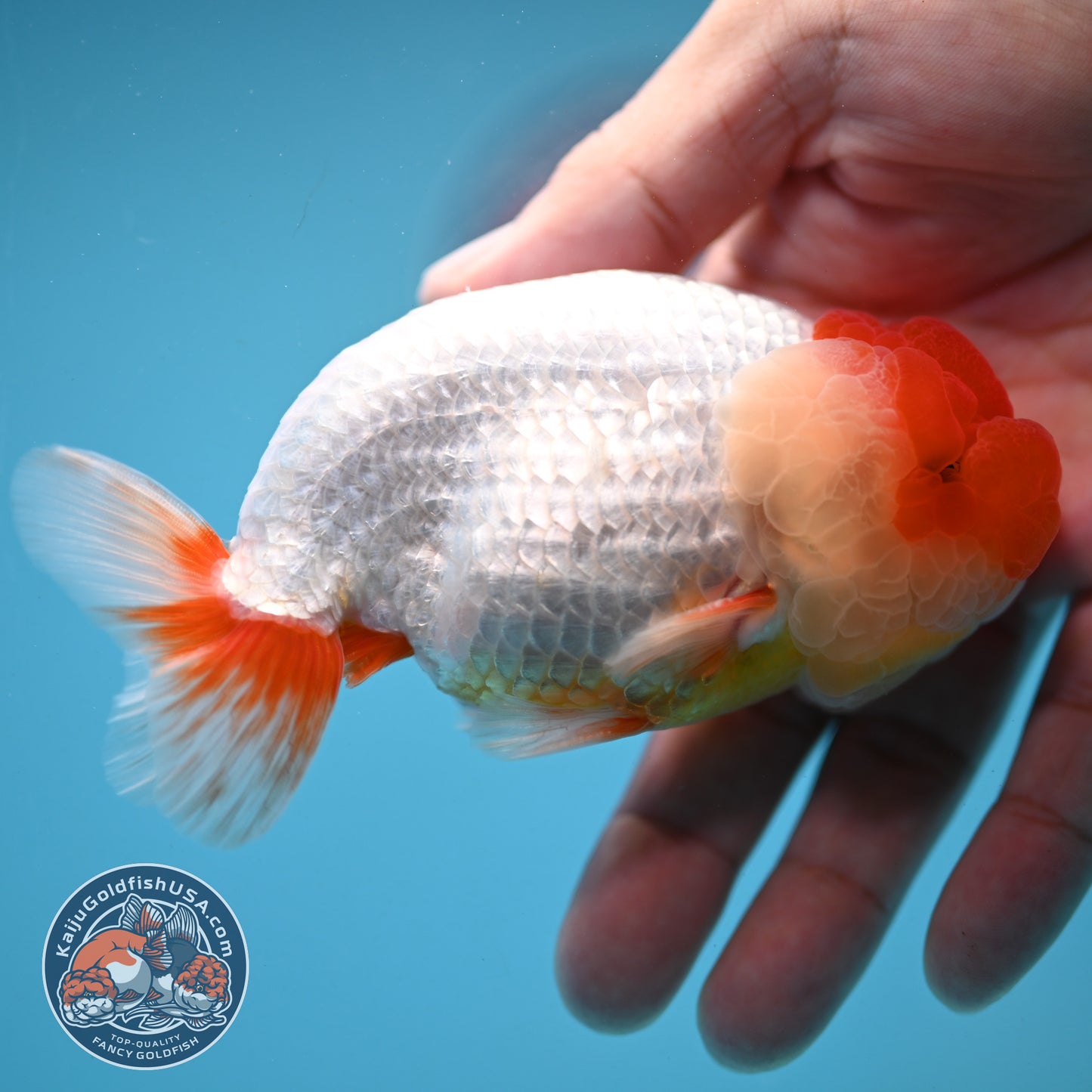 Red Face Buffalo Ranchu 4 inch Body (250919_RC05)