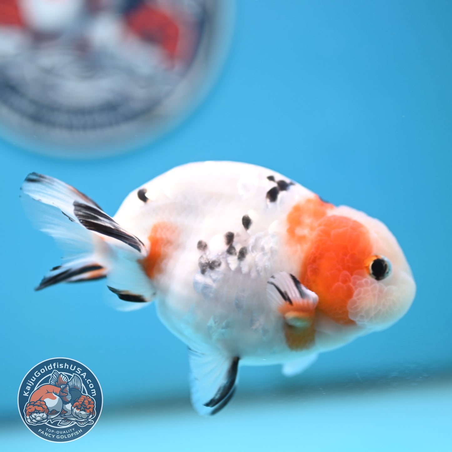 Cow Ranchu 4 inches Body - Male  (250418_RC05)