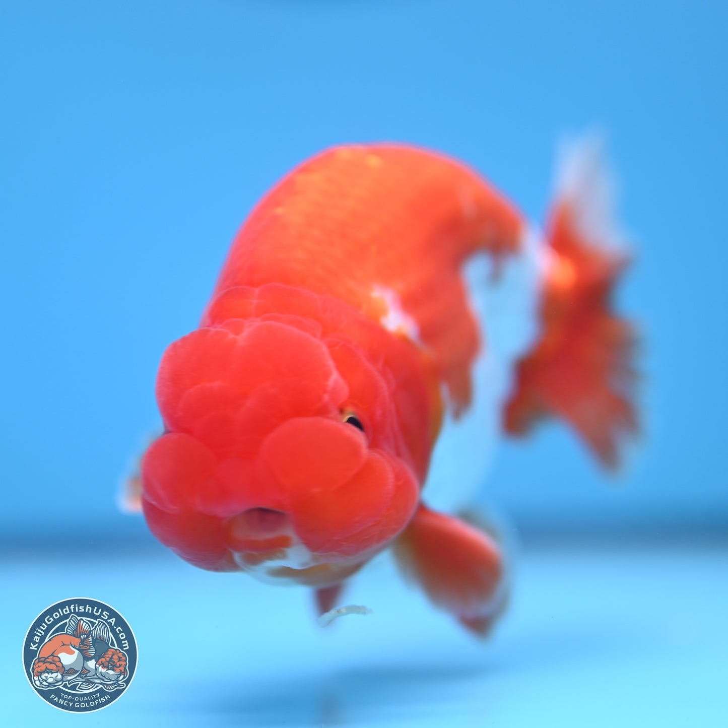 Red White Buffalo Ranchu 4.5-5.5 in (241011_RC05) - Kaiju Goldfish USA