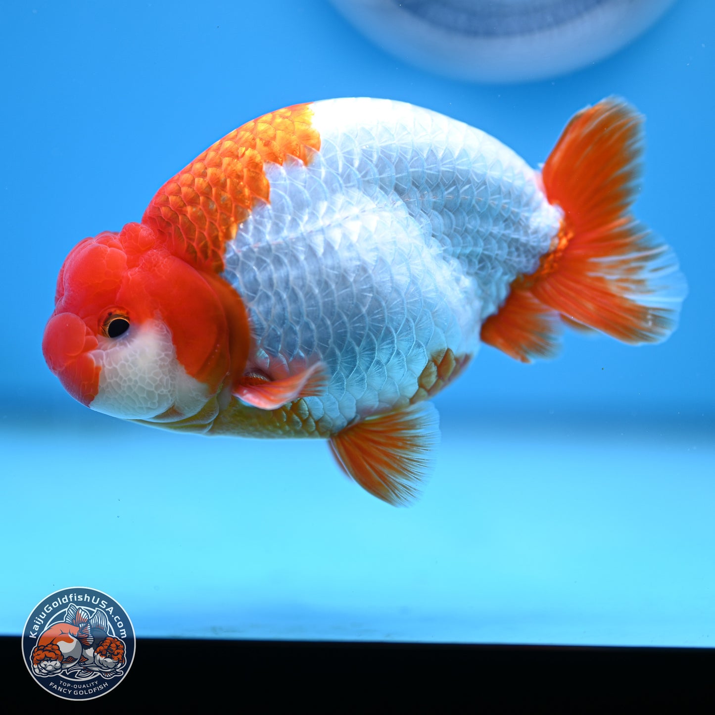 AAA Grade Red White Buffalo Ranchu 5 inches (241025_RC05) - Kaiju Goldfish USA