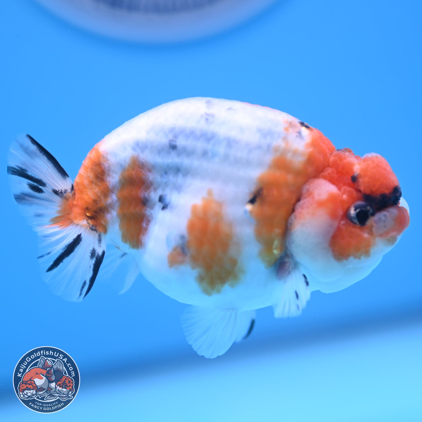 Tricolor Sakura Ranchu 3.5 inches Body - Male (241227_RC05) - Kaiju Goldfish USA