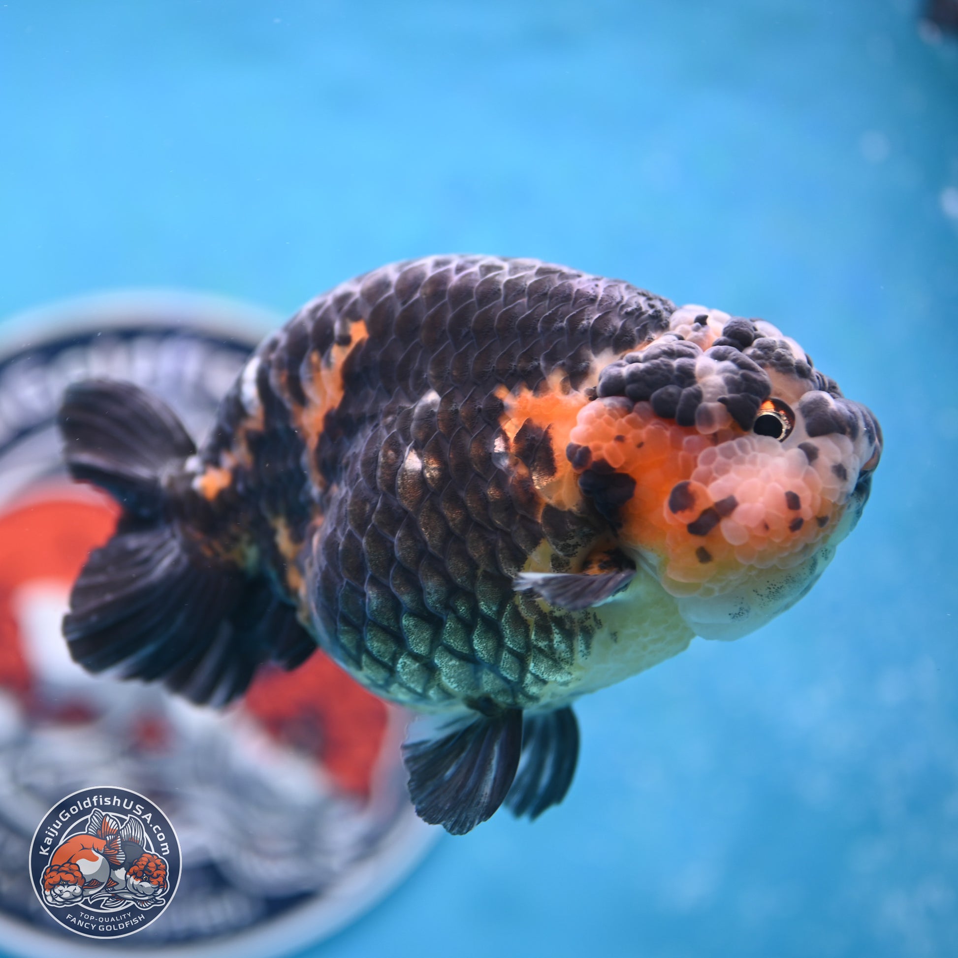 Jumbo Heavy Ink Cow Ranchu 5 inches Body - Male (250117_RC05) - Kaiju Goldfish USA