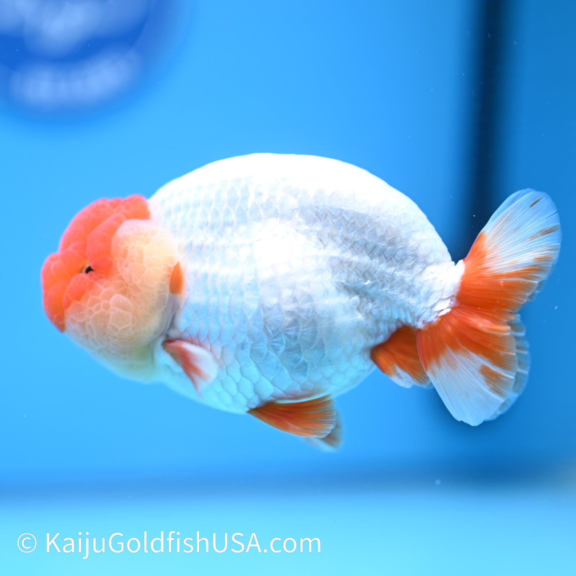 Red White Buffalo Ranchu 4.5 - 5 inches (240322_RC05) - Kaiju Goldfish USA