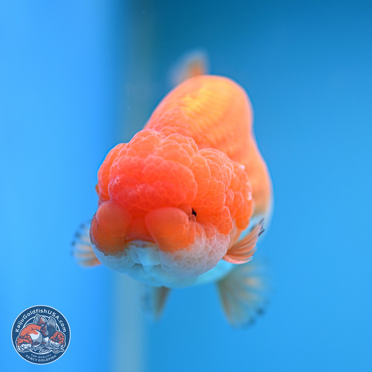 A Grade Red White Lionchu 4-4.5 inches (240906_RC05) - Kaiju Goldfish USA