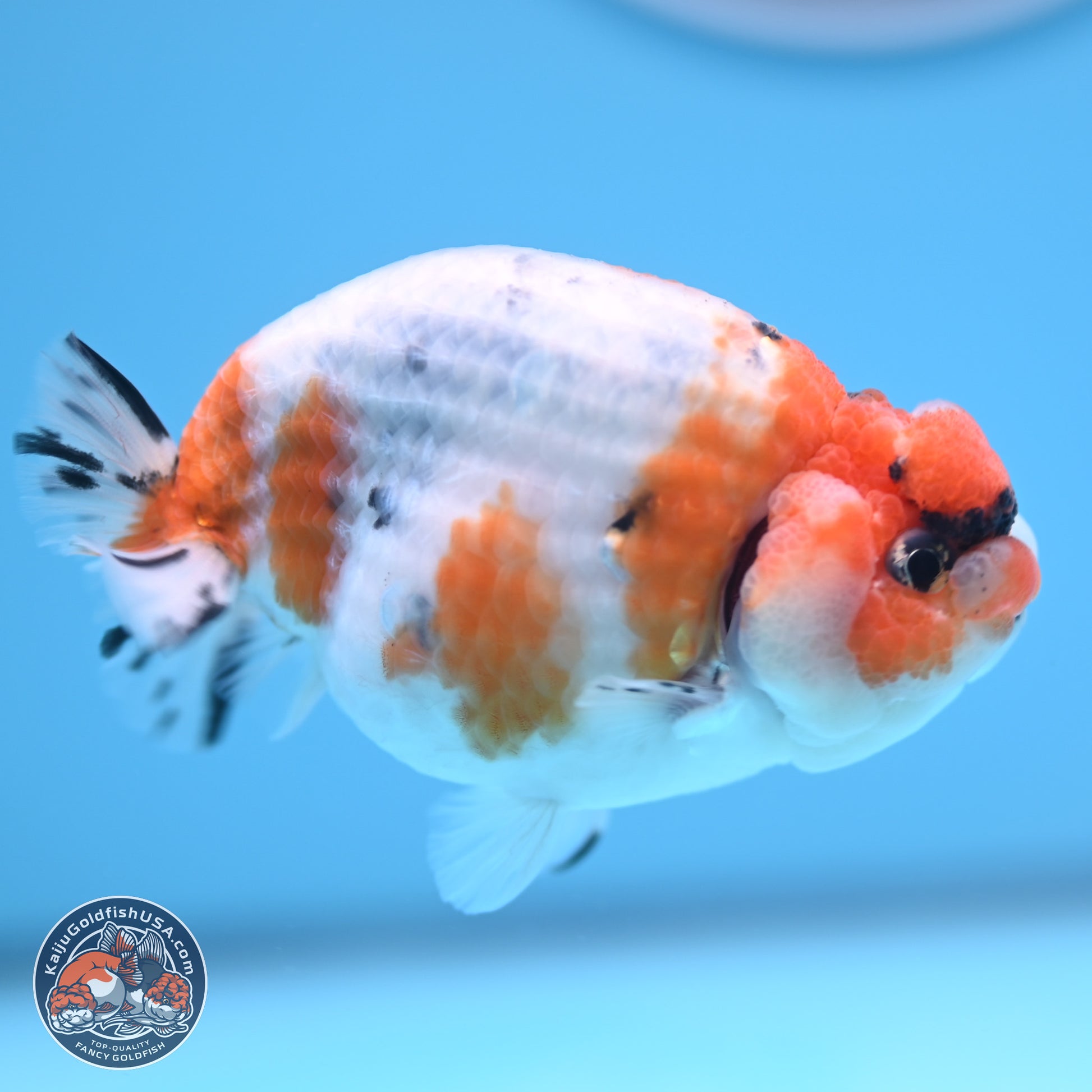 Tricolor Sakura Ranchu 3.5 inches Body - Male (241227_RC05) - Kaiju Goldfish USA