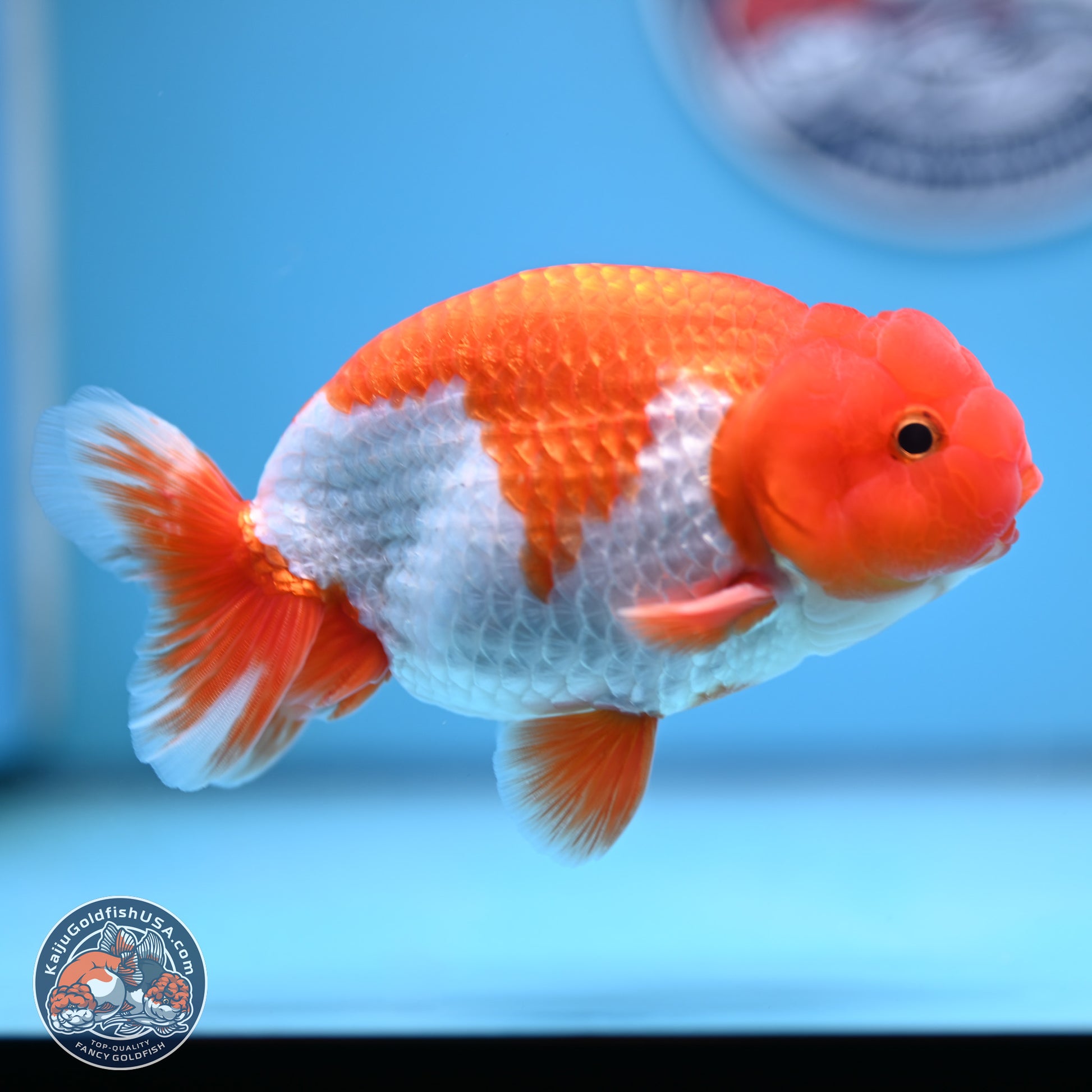 Red White Buffalo Ranchu 4.5-5.5 in (241011_RC05) - Kaiju Goldfish USA