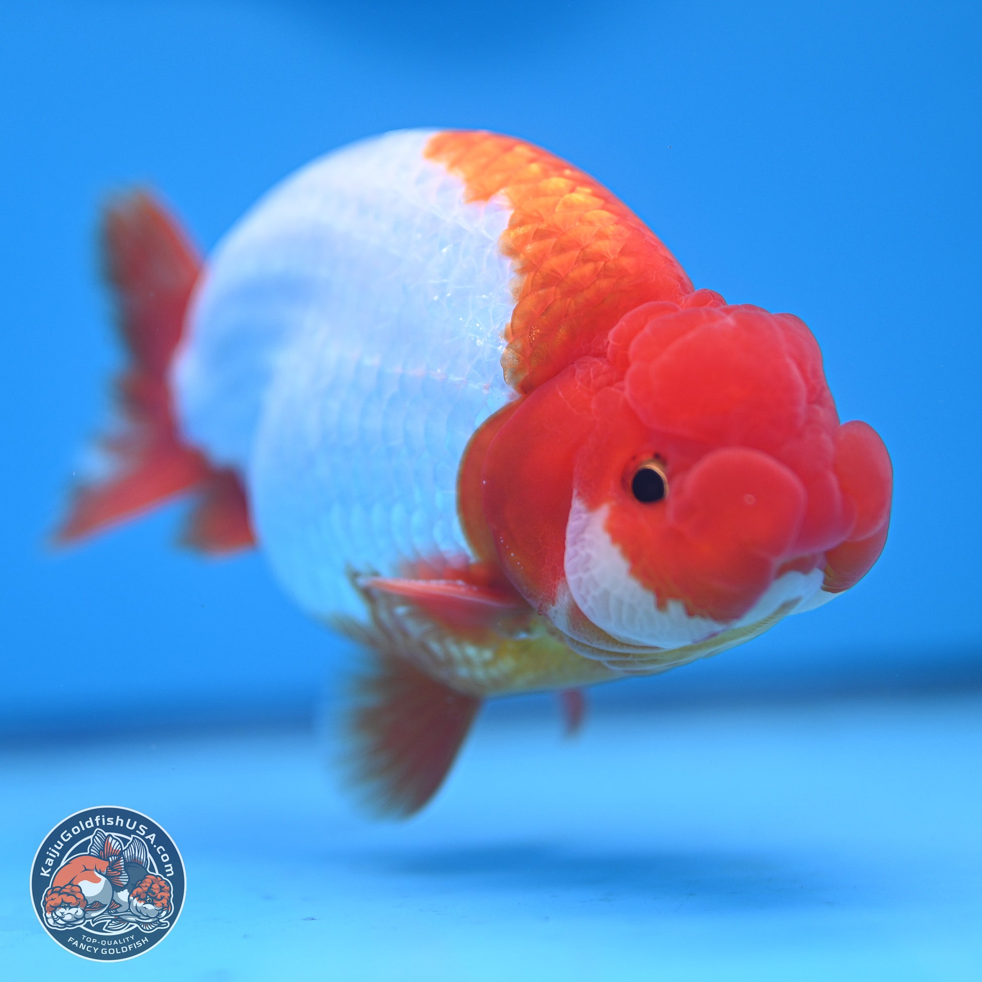 AAA Grade Red White Buffalo Ranchu 5 inches (241025_RC05) - Kaiju Goldfish USA