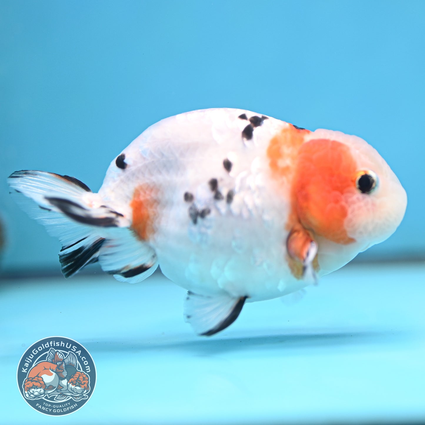 Cow Ranchu 4 inches Body - Male  (250418_RC05)