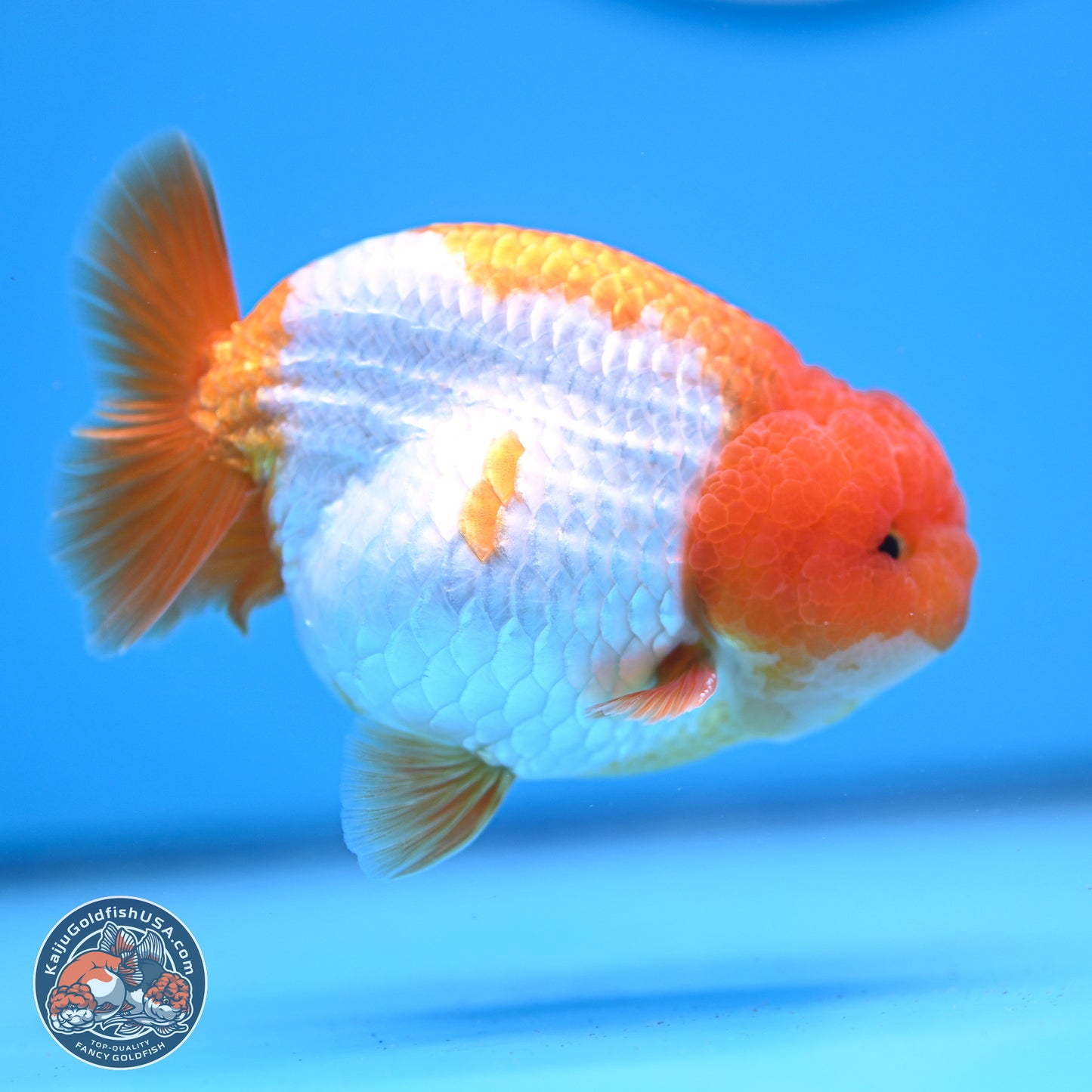 Red White Lionchu 3.5in Body (240823_RC05) - Kaiju Goldfish USA