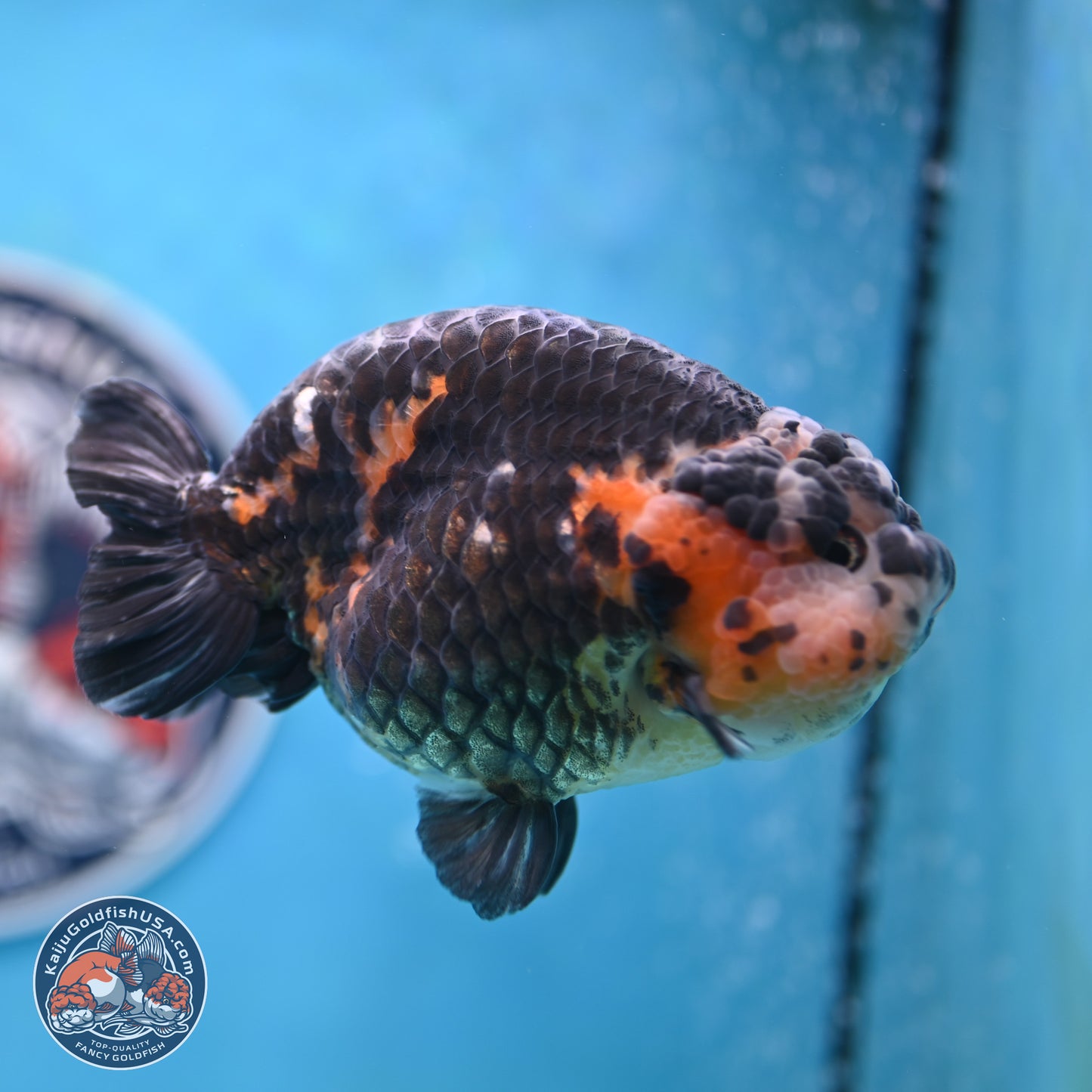 Jumbo Heavy Ink Cow Ranchu 5 inches Body - Male (250117_RC05) - Kaiju Goldfish USA