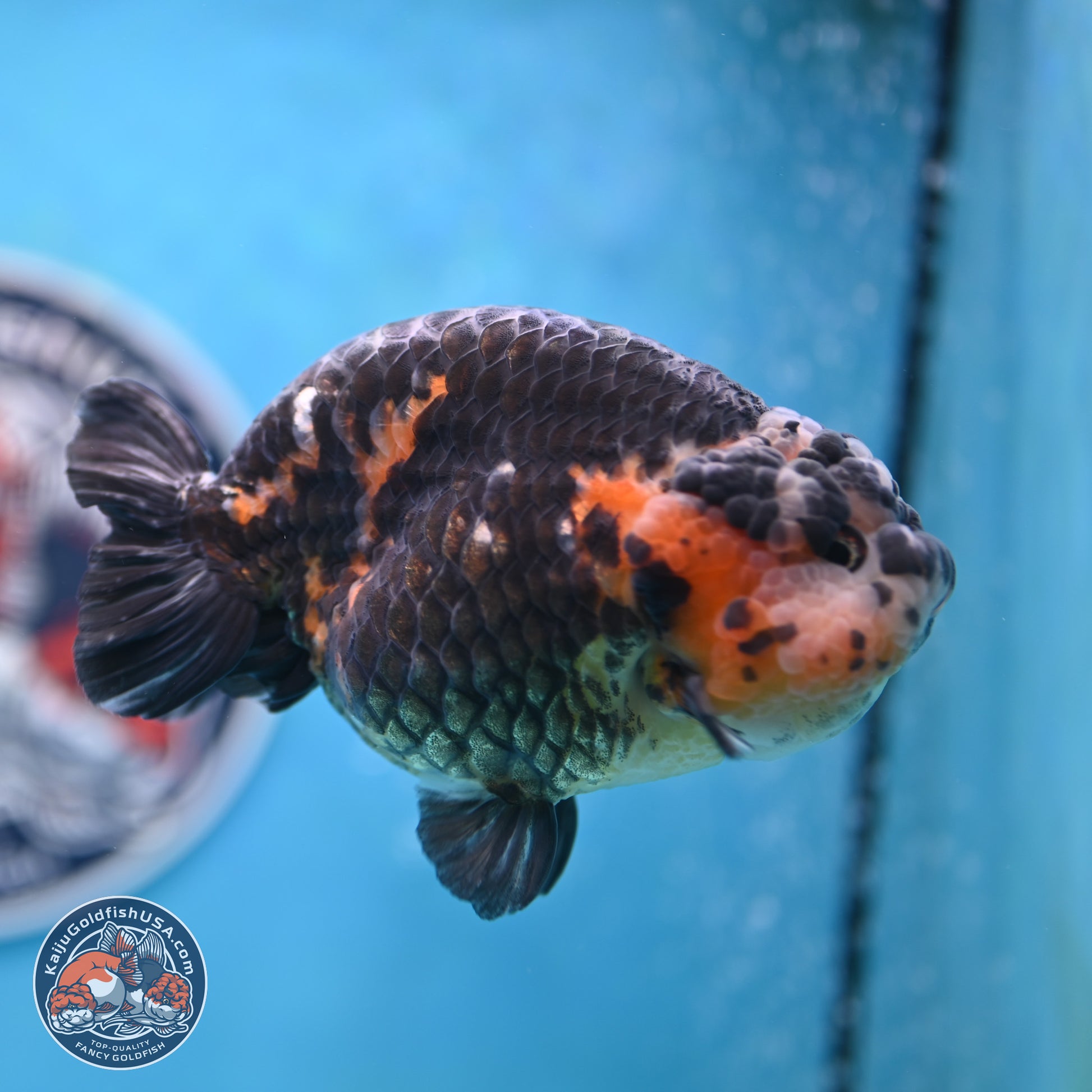 Jumbo Heavy Ink Cow Ranchu 5 inches Body - Male (250117_RC05) - Kaiju Goldfish USA
