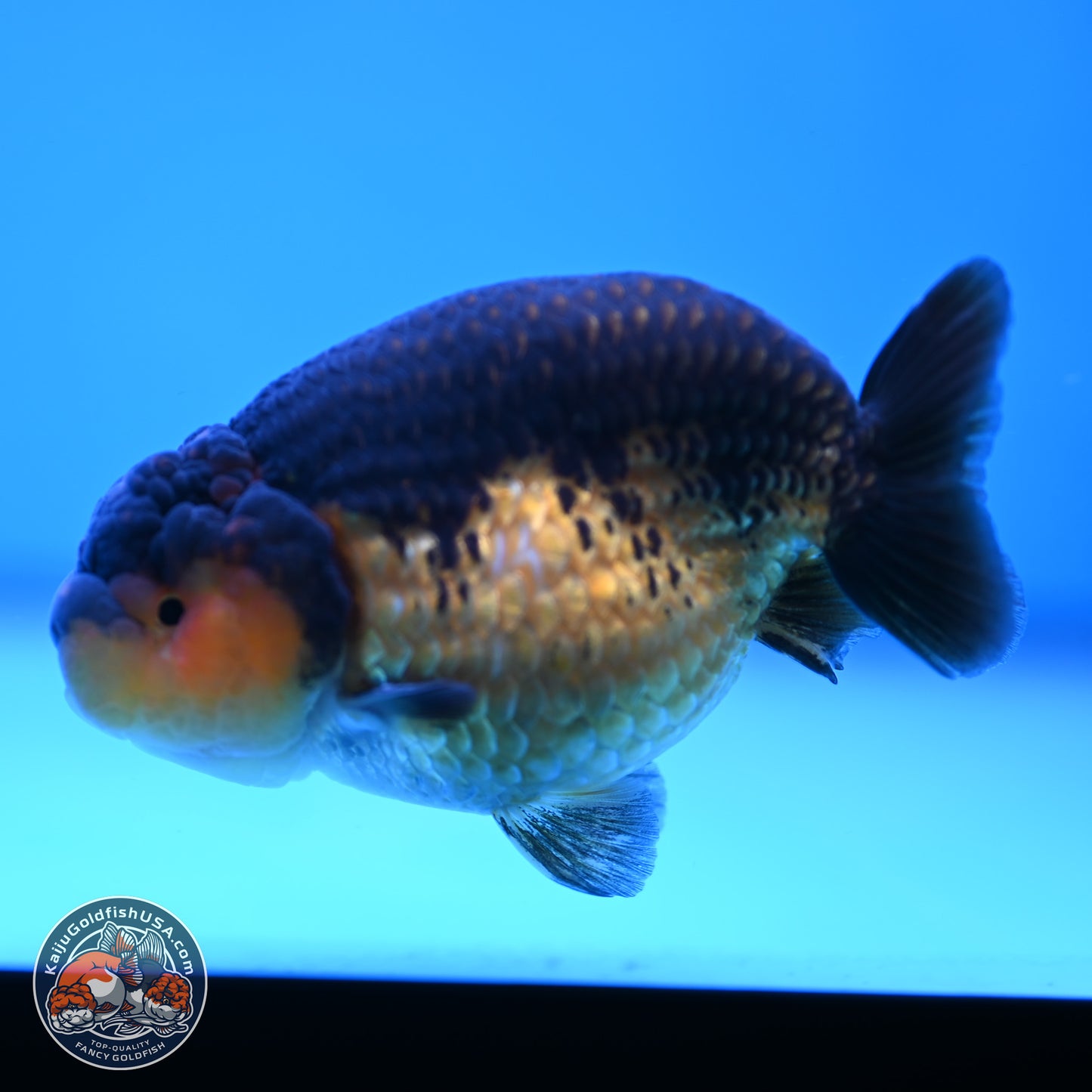 Ranchu inch Body (250812_RC05)