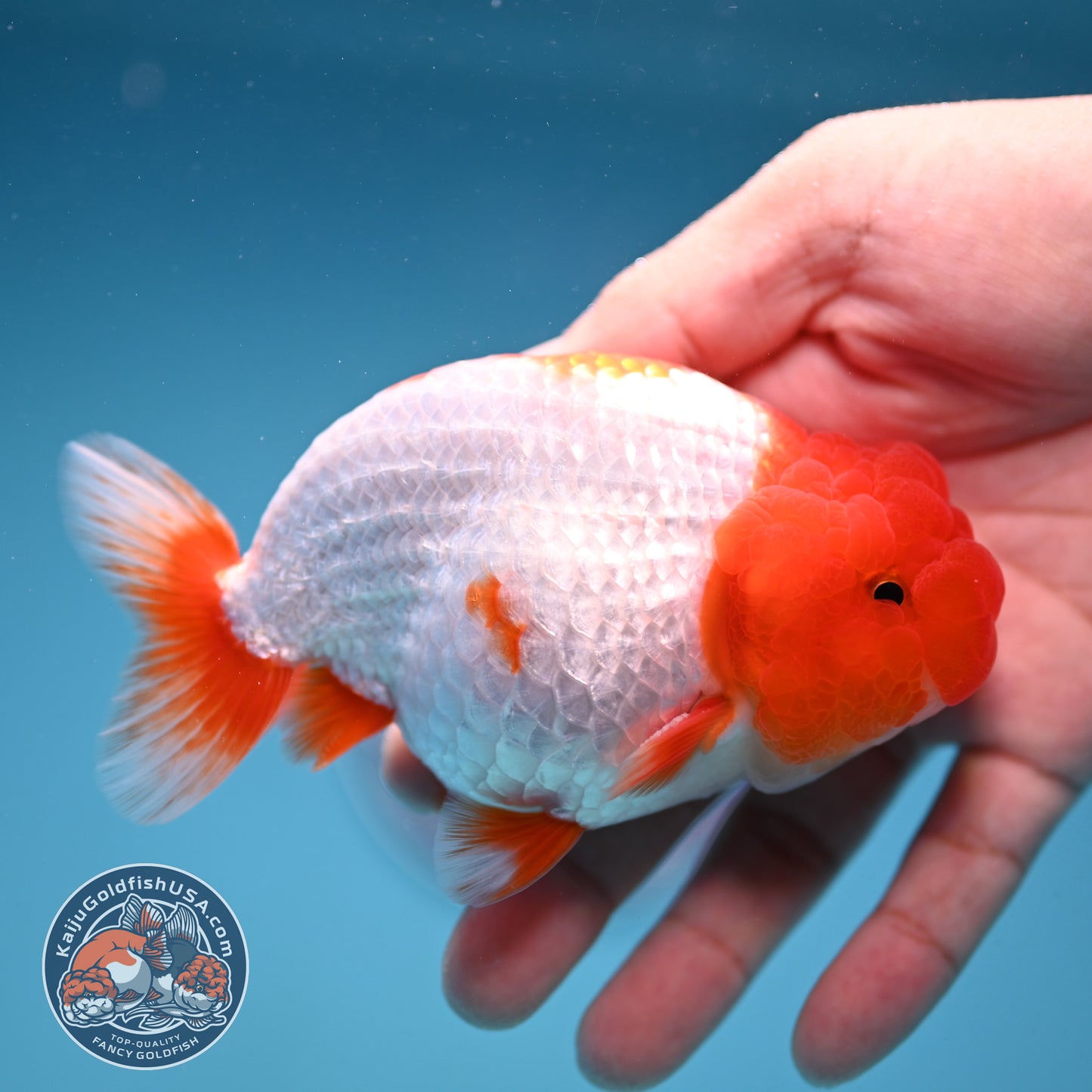 Red Head Buffalo Ranchu 4 inch Body (250912_RC05)