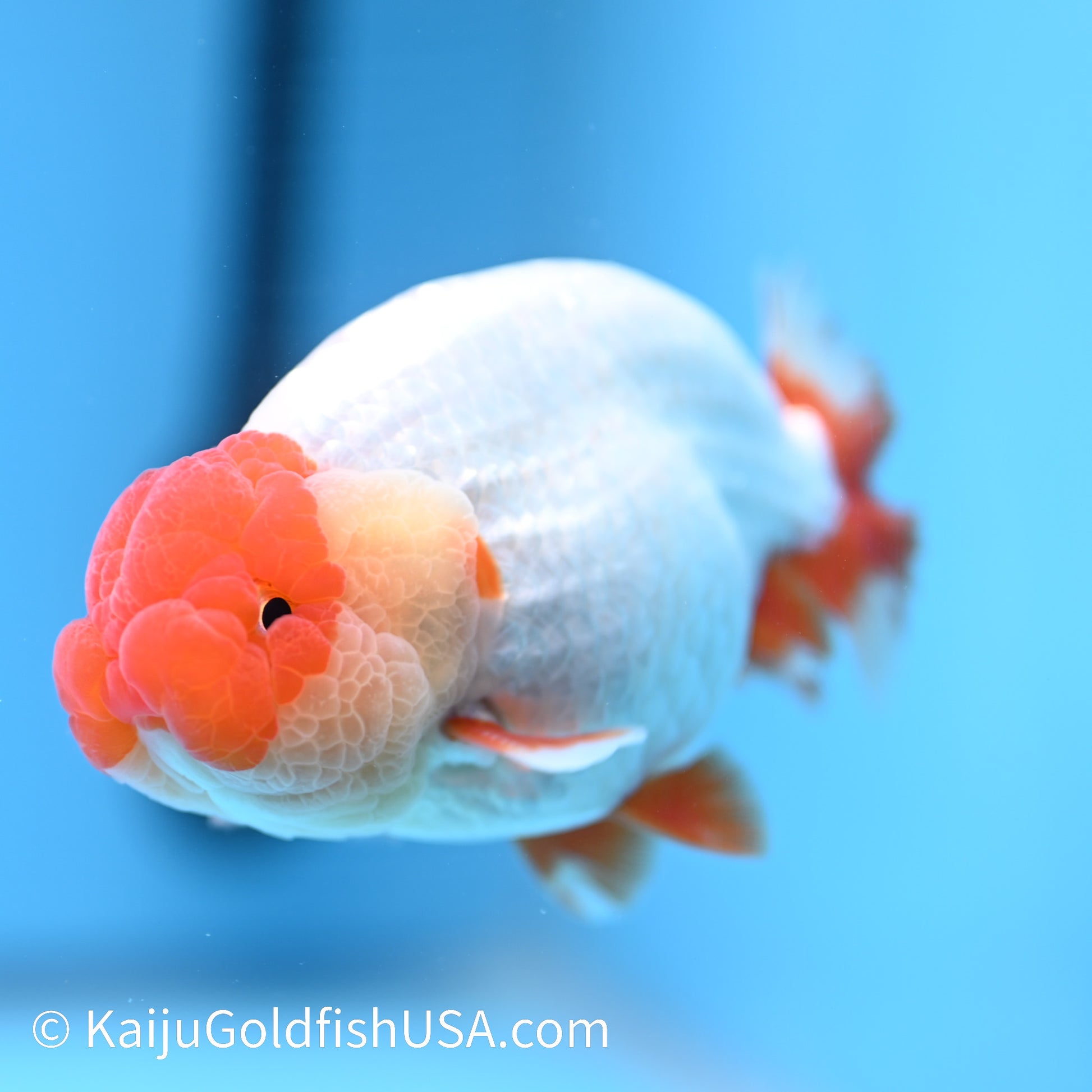 Red White Buffalo Ranchu 4.5 - 5 inches (240322_RC05) - Kaiju Goldfish USA