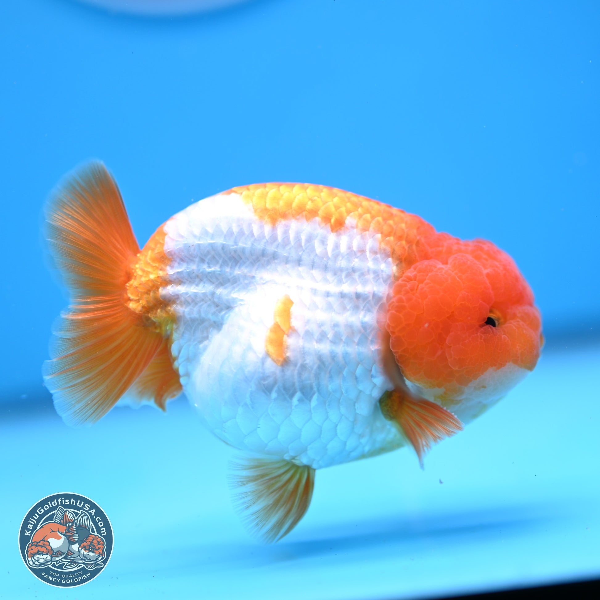 Red White Lionchu 3.5in Body (240823_RC05) - Kaiju Goldfish USA