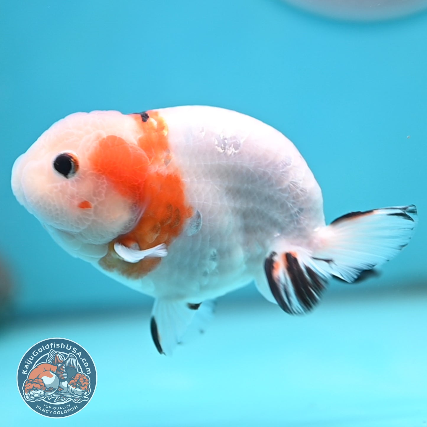 Cow Ranchu 4 inches Body - Male  (250418_RC05)