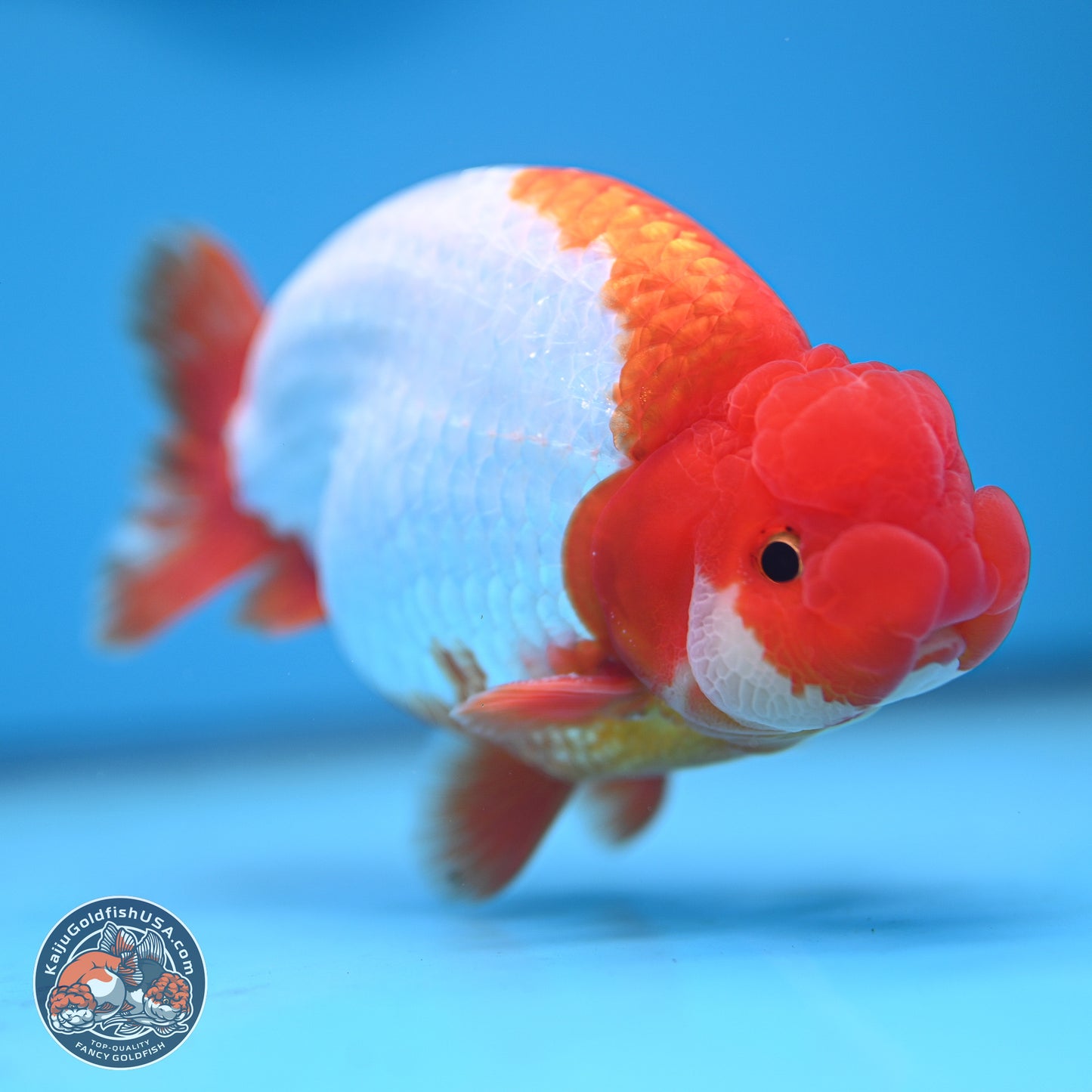 AAA Grade Red White Buffalo Ranchu 5 inches (241025_RC05) - Kaiju Goldfish USA