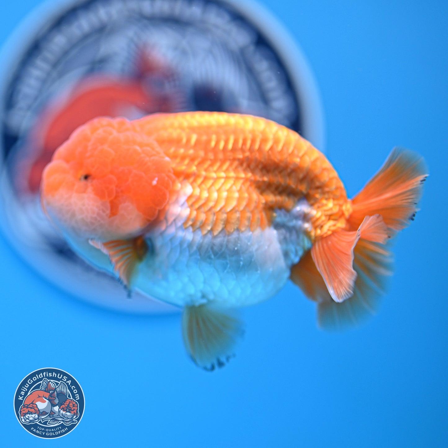 A Grade Red White Lionchu 4-4.5 inches (240906_RC05) - Kaiju Goldfish USA