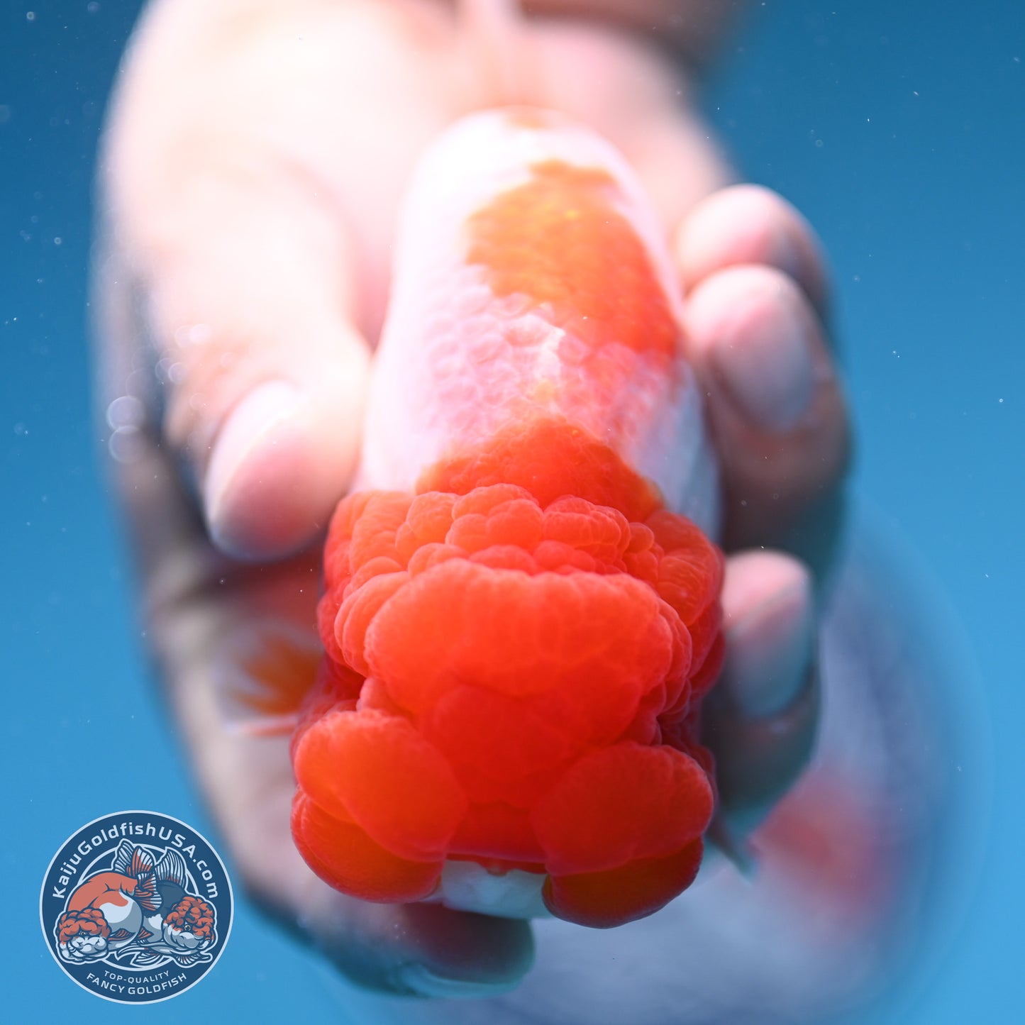 Red Head Buffalo Ranchu 4 inch Body (250912_RC05)