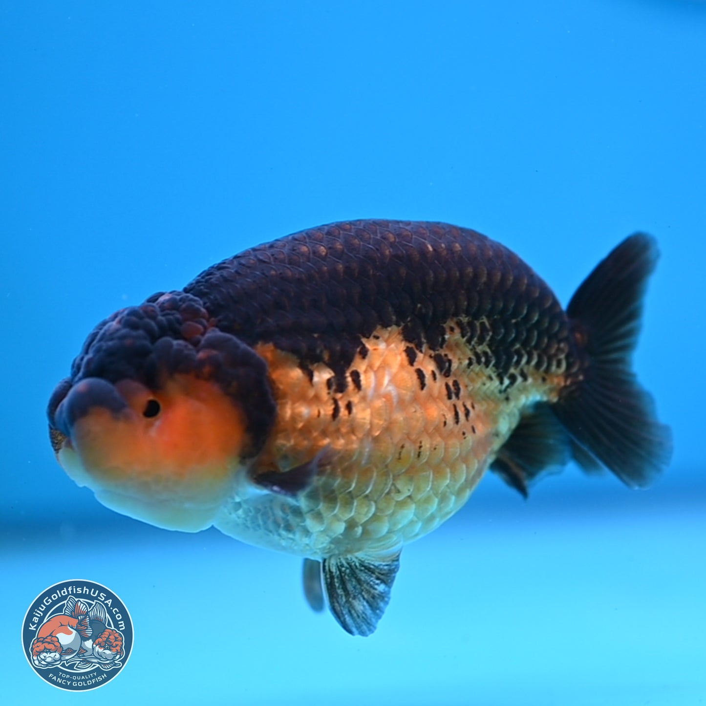 Ranchu inch Body (250812_RC05)