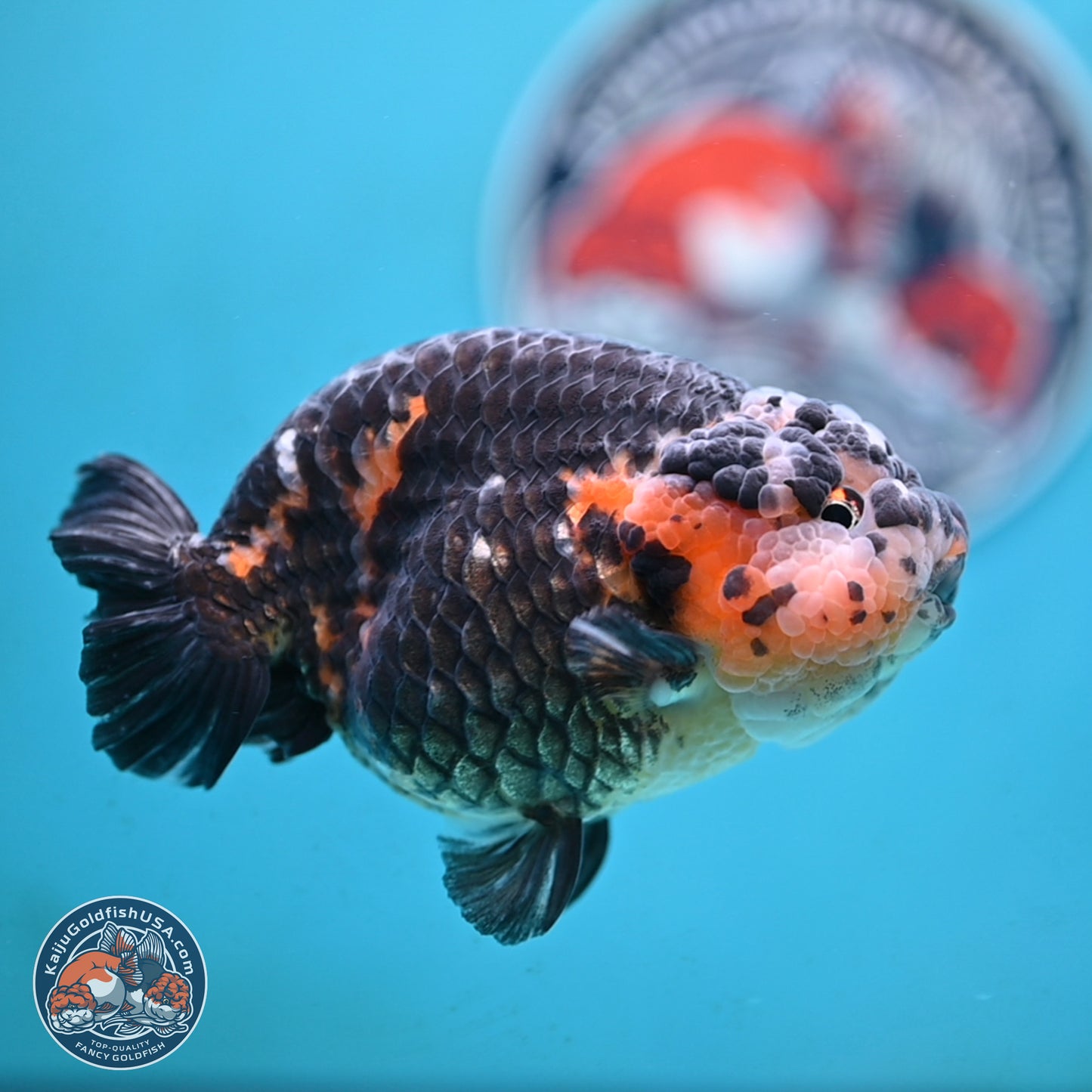 Jumbo Heavy Ink Cow Ranchu 5 inches Body - Male (250117_RC05) - Kaiju Goldfish USA