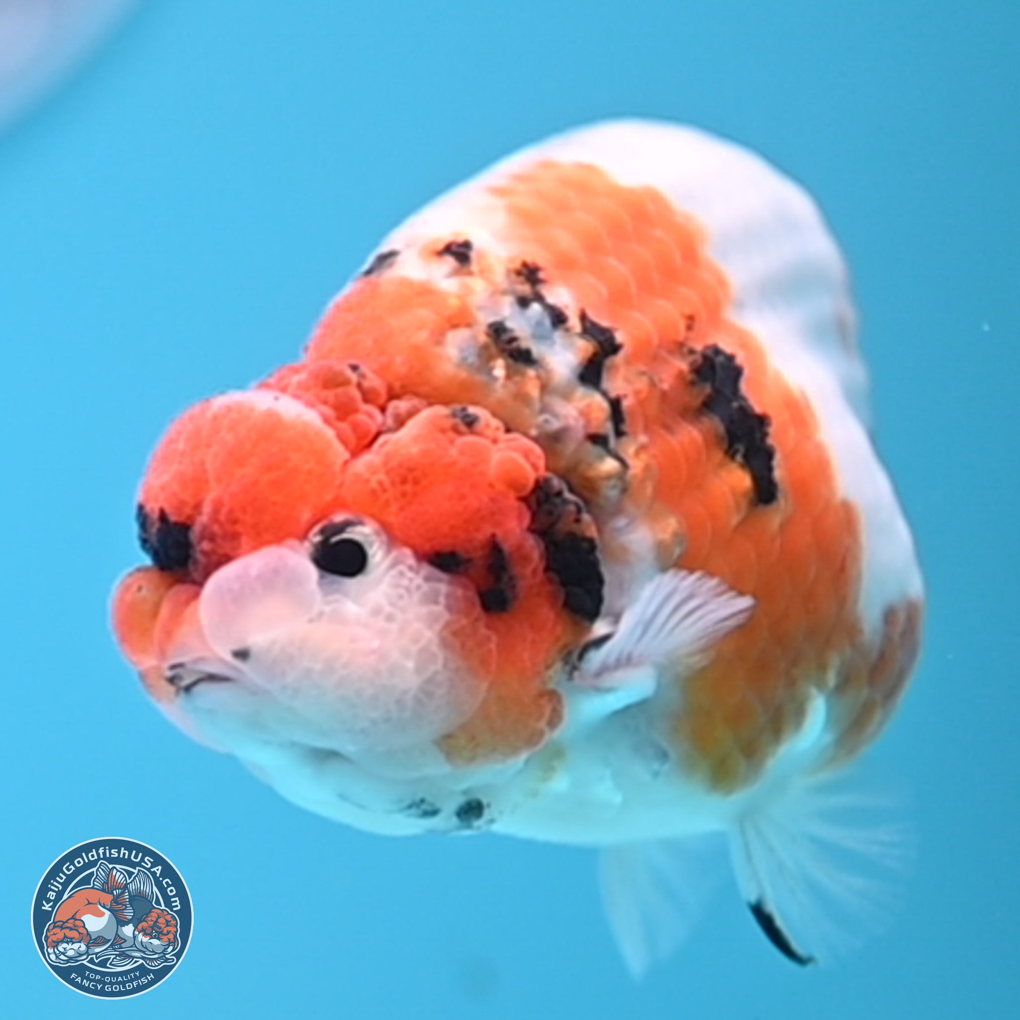 Tricolor Sakura Ranchu Goldfish for Sale | Kaiju Goldfish USA