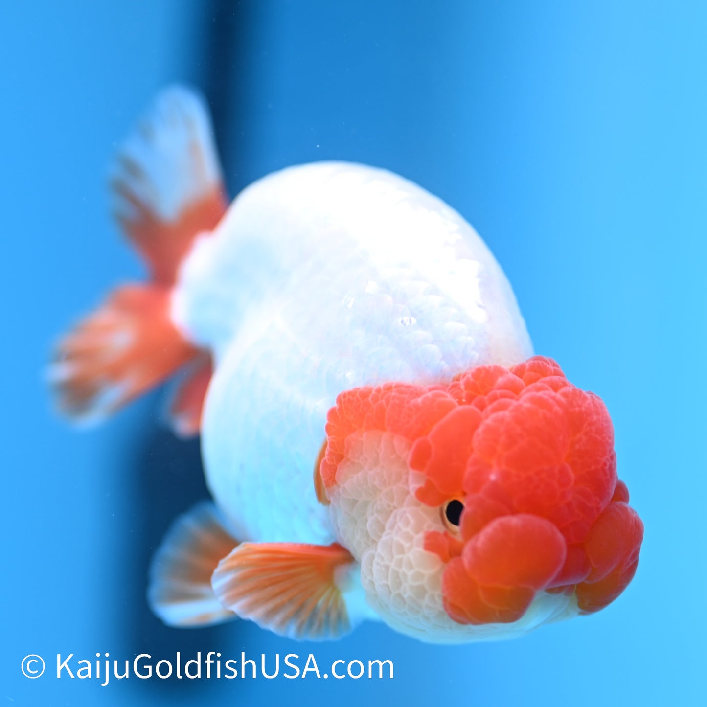 Red White Buffalo Ranchu 4.5 - 5 inches (240322_RC05) - Kaiju Goldfish USA