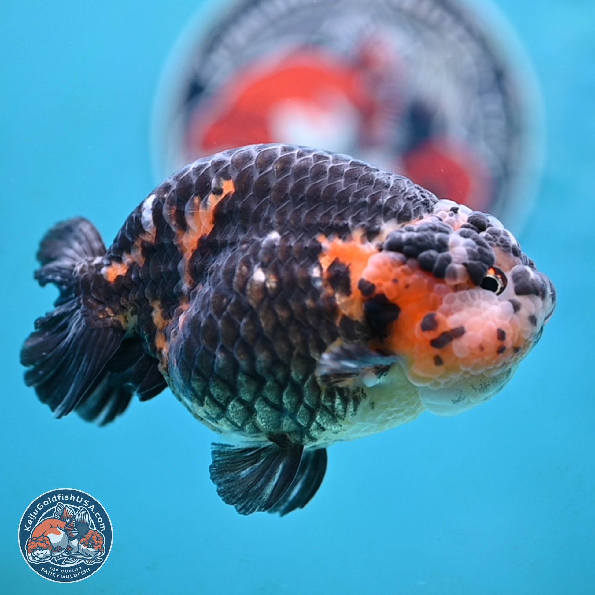 Jumbo Heavy Ink Cow Ranchu 5 inches Body - Male (250117_RC05) - Kaiju Goldfish USA