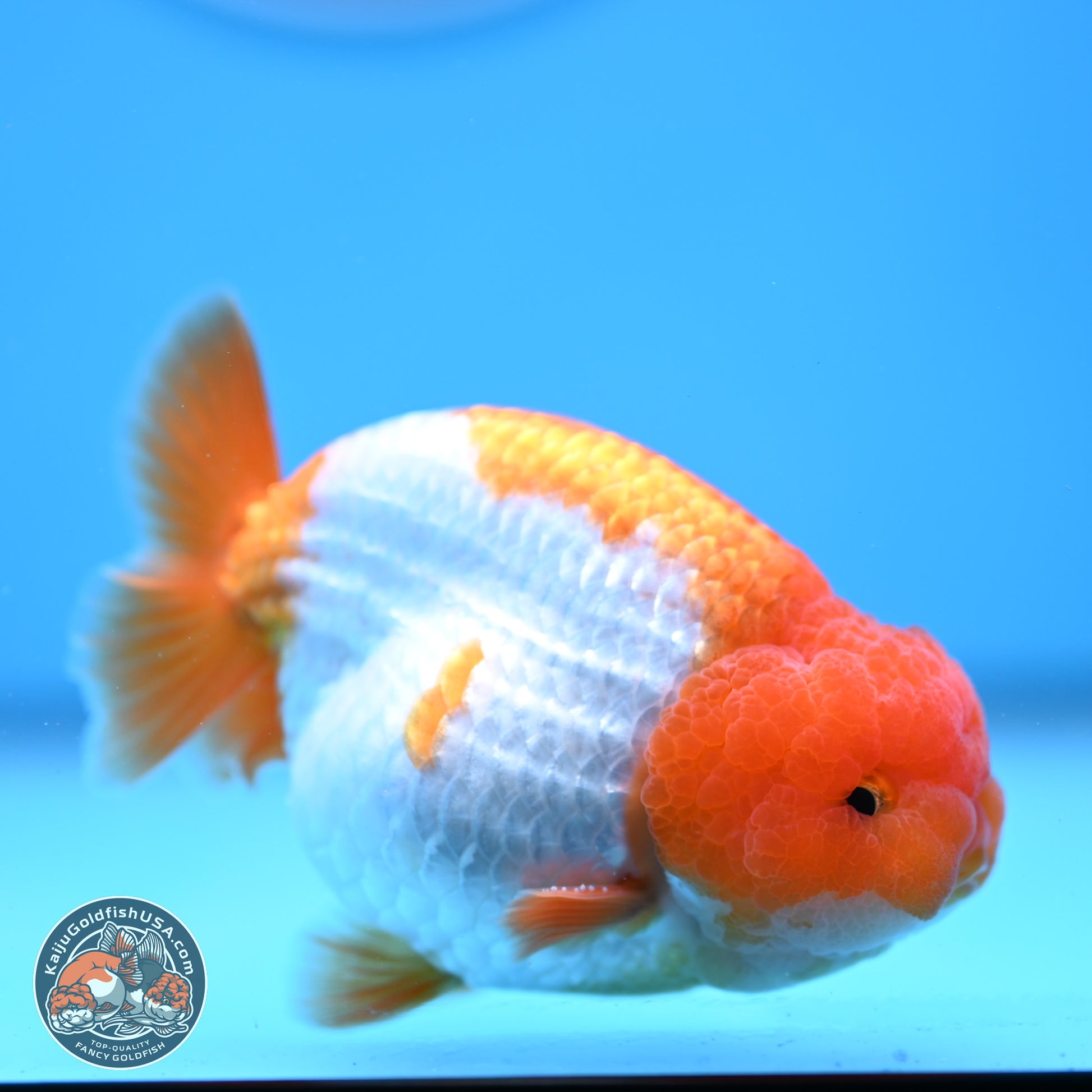 Red White Lionchu 3.5in Body (240823_RC05) - Kaiju Goldfish USA