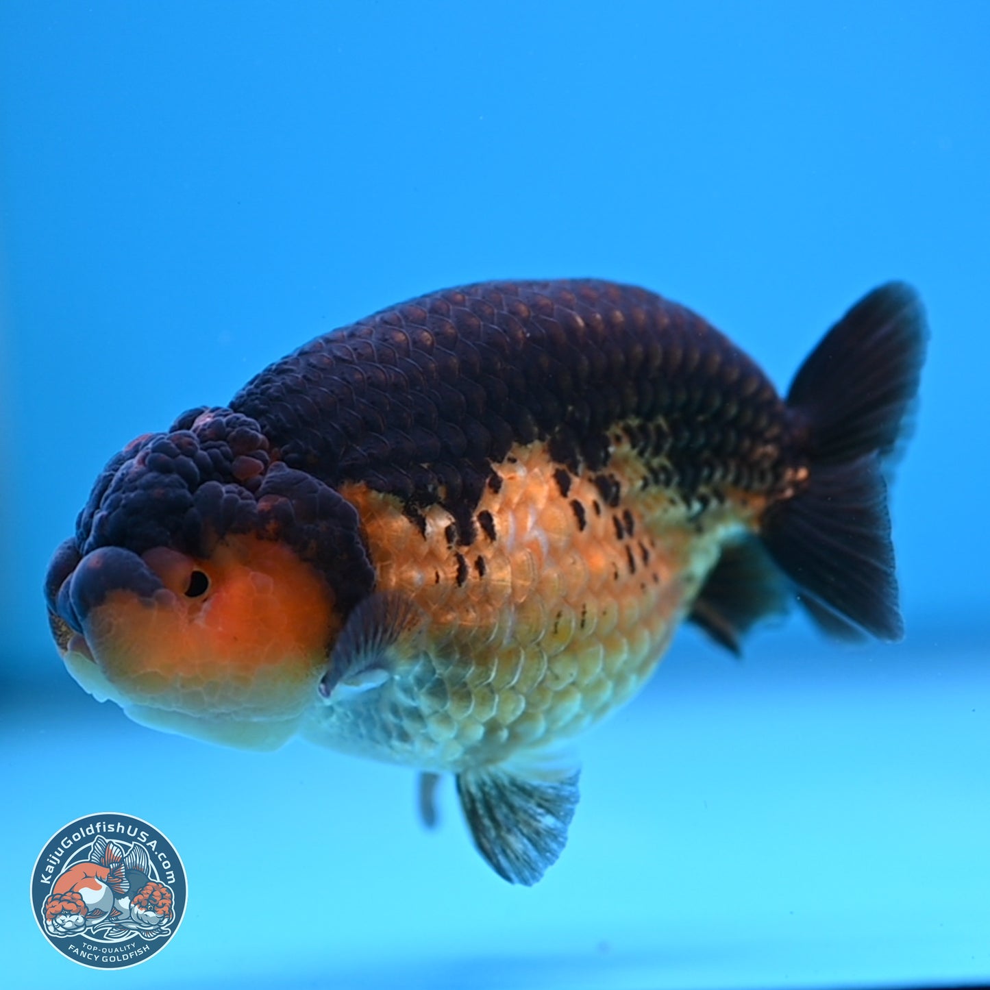Ranchu inch Body (250812_RC05)