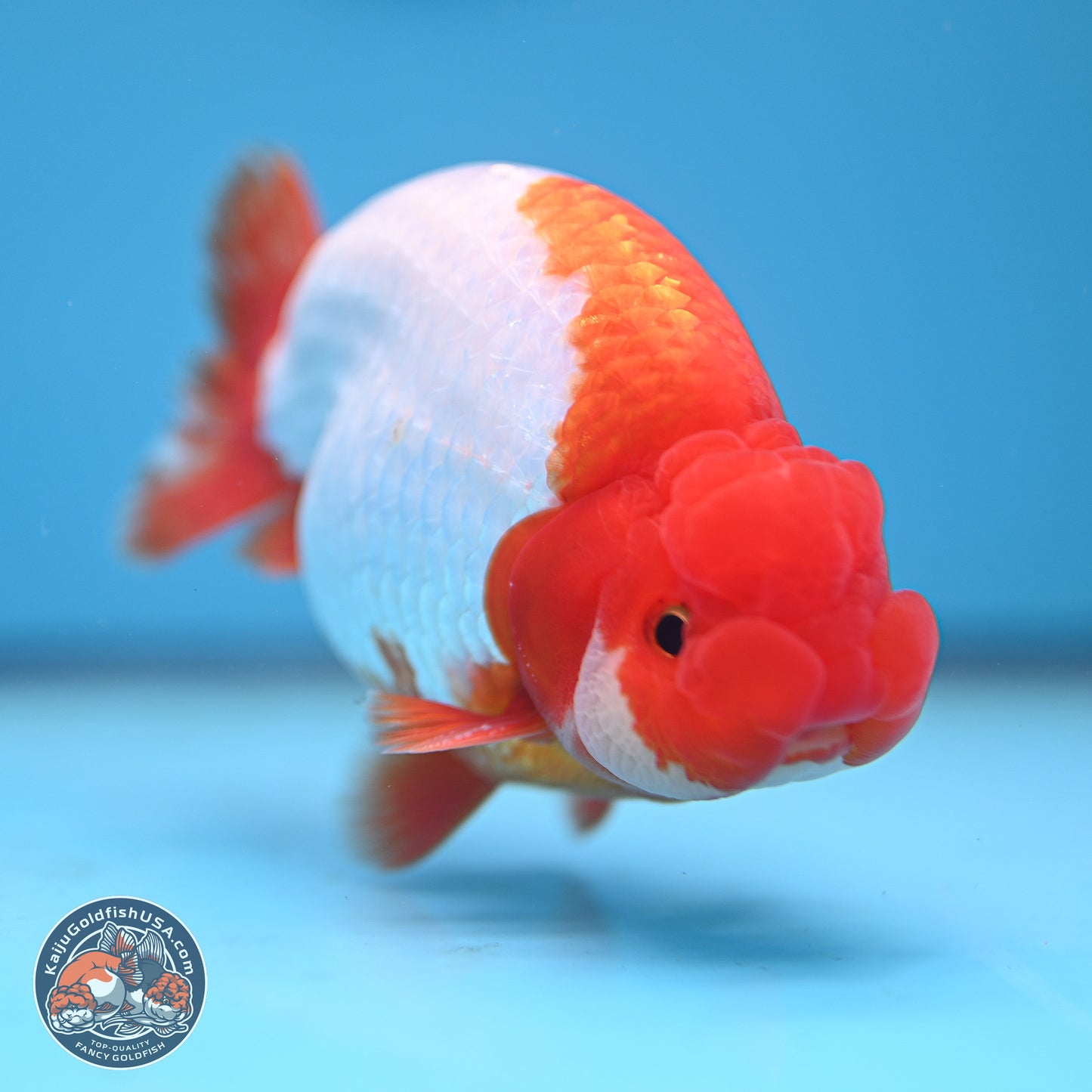 AAA Grade Red White Buffalo Ranchu 5 inches (241025_RC05) - Kaiju Goldfish USA