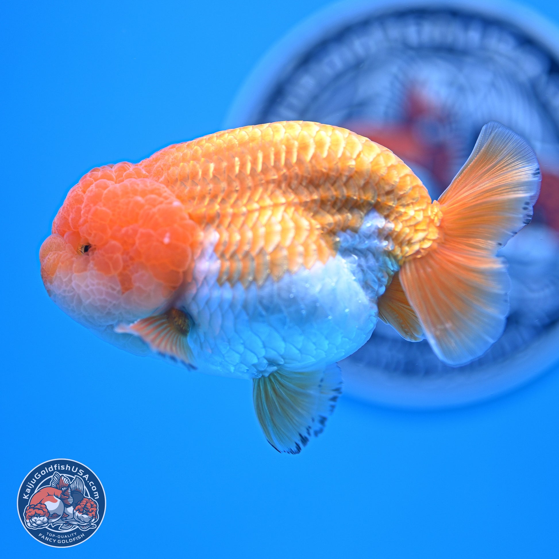 A Grade Red White Lionchu 4-4.5 inches (240906_RC05) - Kaiju Goldfish USA