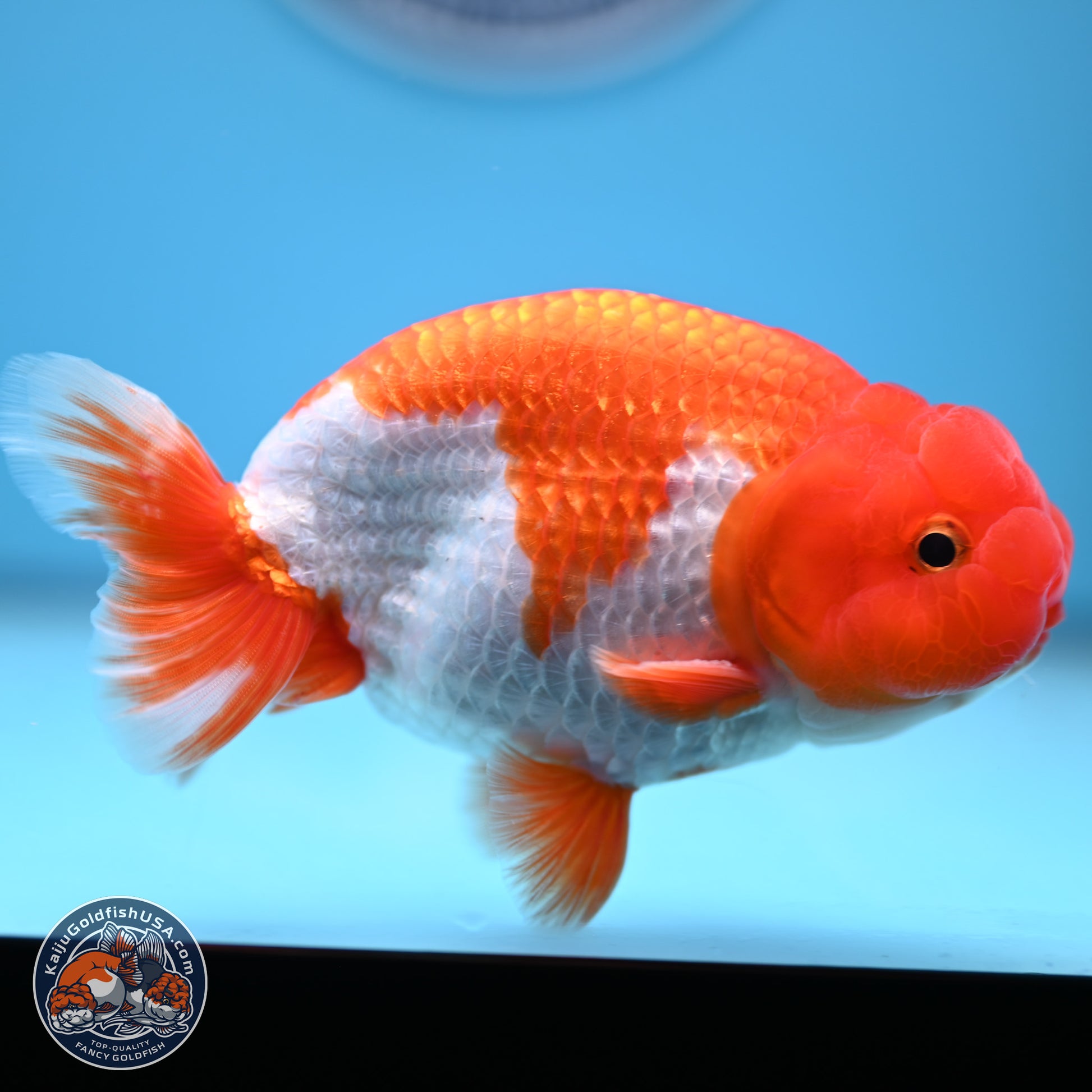 Red White Buffalo Ranchu 4.5-5.5 in (241011_RC05) - Kaiju Goldfish USA