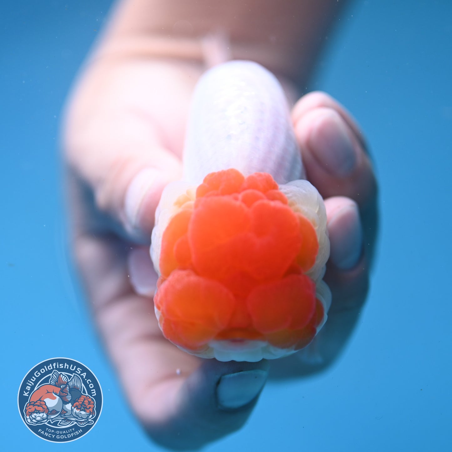 Red Face Buffalo Ranchu 4 inch Body (250919_RC05)