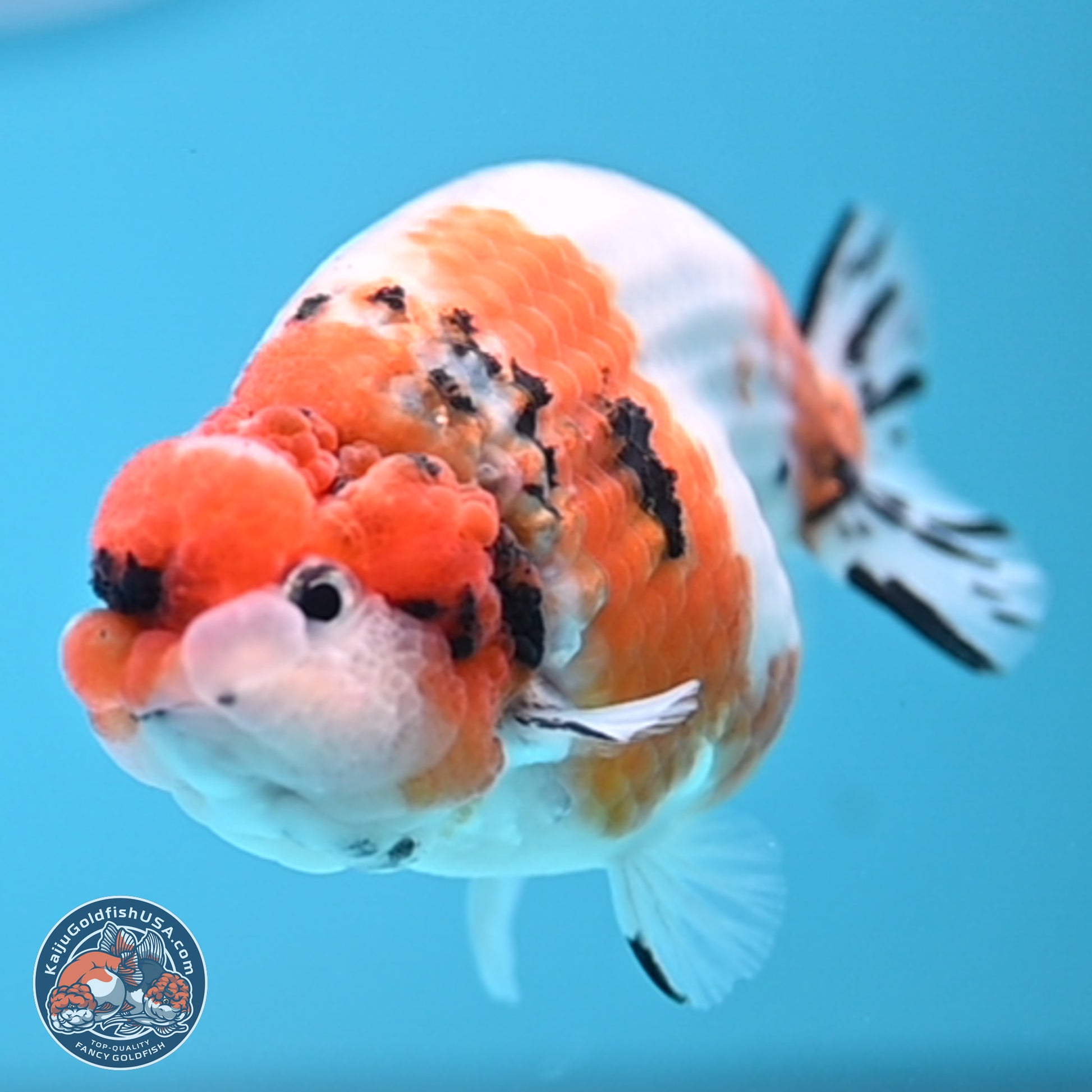 Tricolor Sakura Ranchu 3.5 inches Body - Male (241227_RC05) - Kaiju Goldfish USA