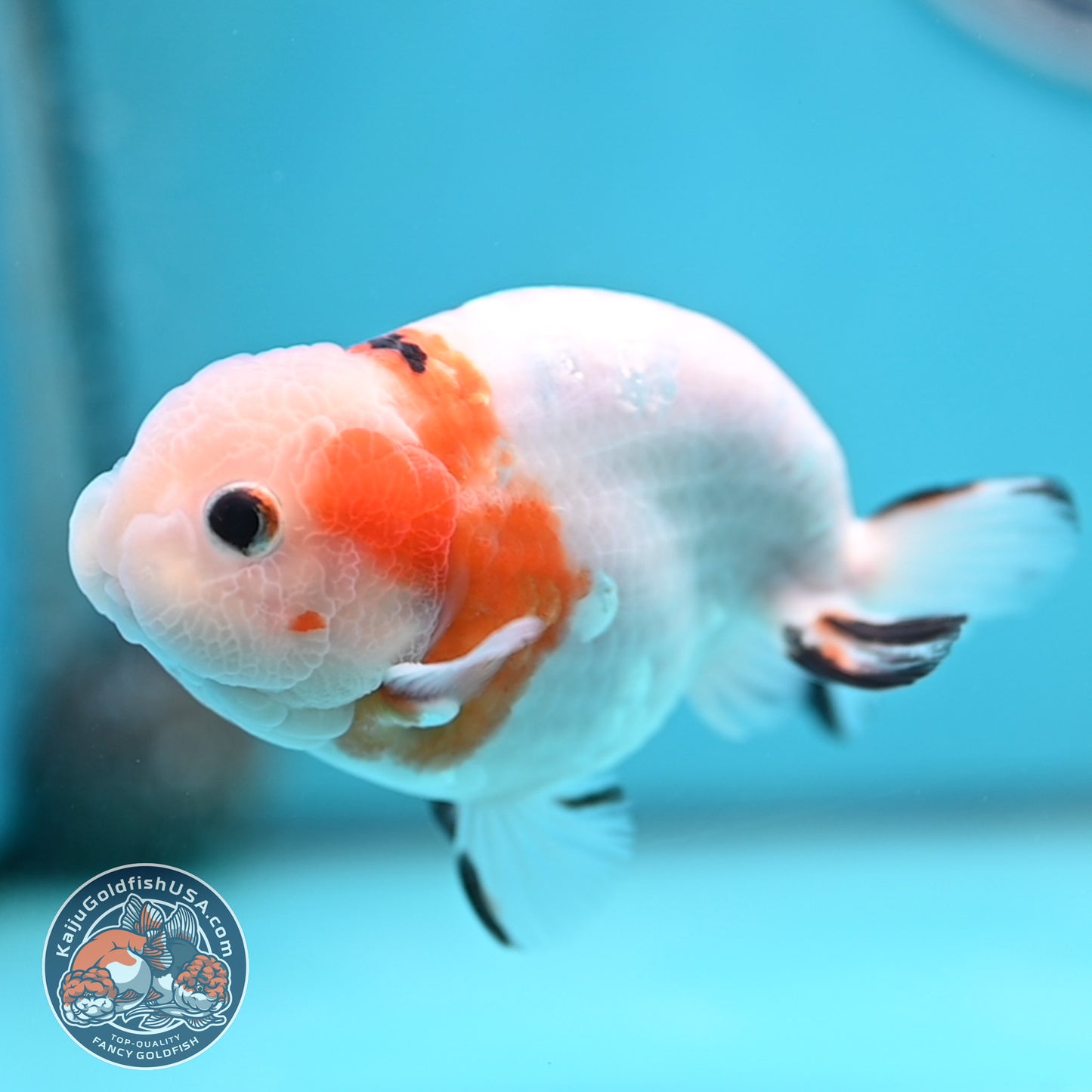 Cow Ranchu 4 inches Body - Male  (250418_RC05)