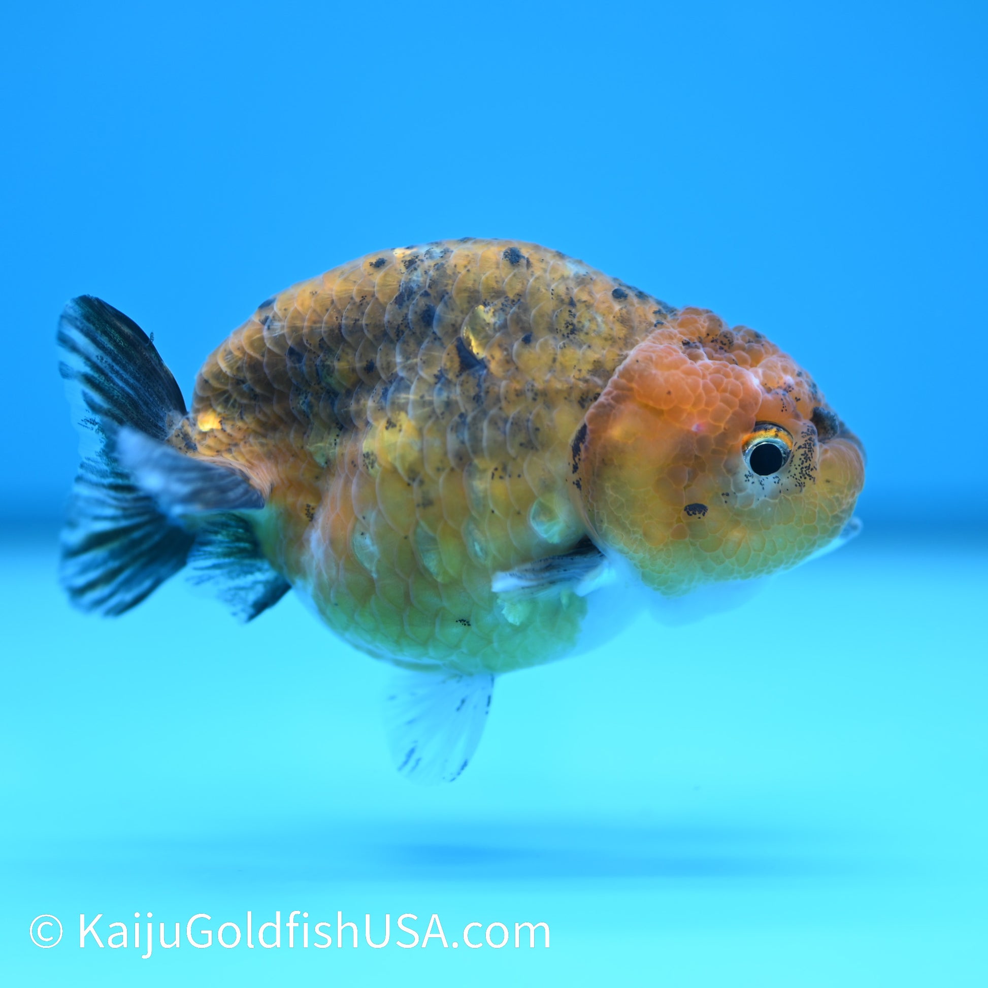 Red Calico Ranchu 3.5-4 inches (240308_RC05) - Kaiju Goldfish USA