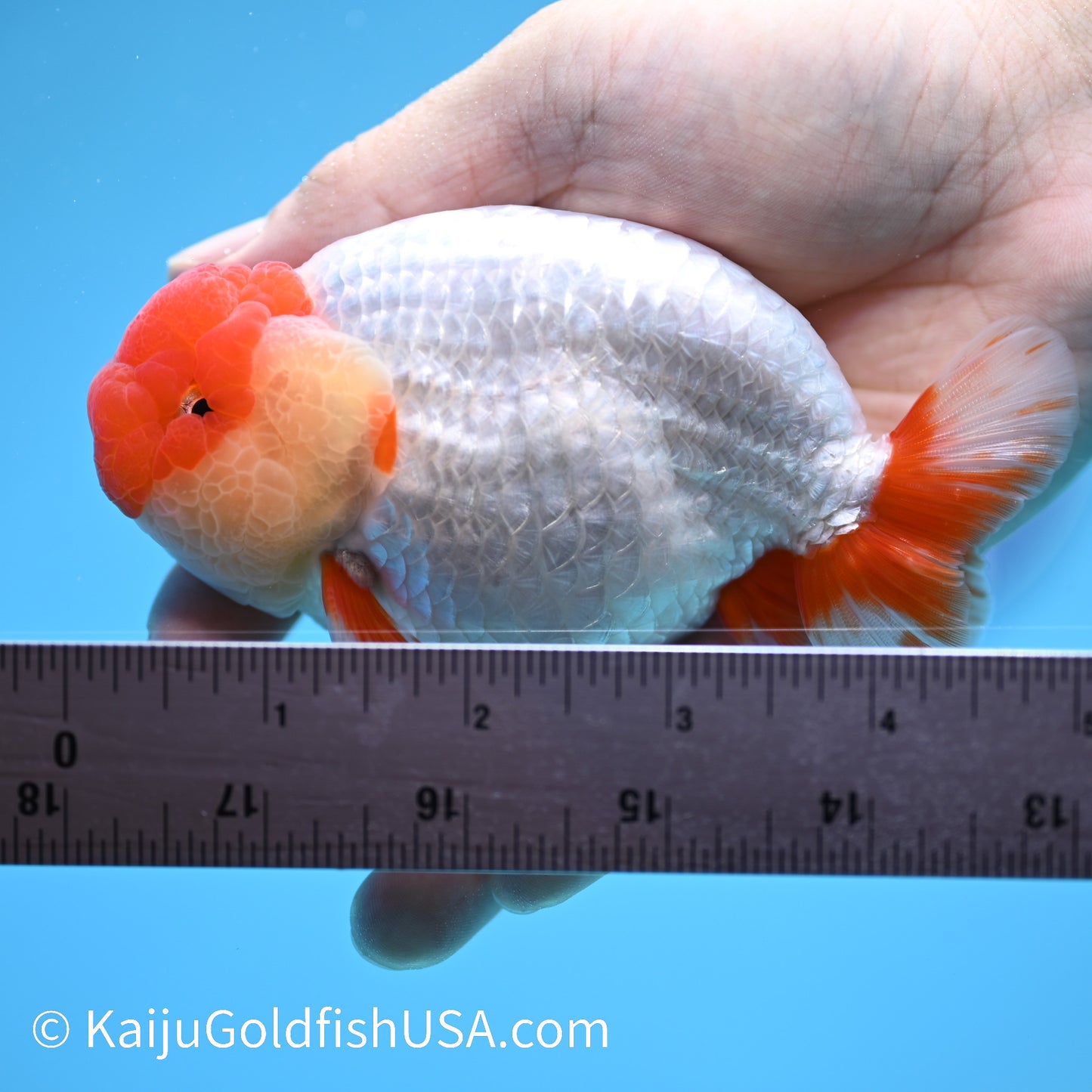 Red White Buffalo Ranchu 4.5 - 5 inches (240322_RC05) - Kaiju Goldfish USA