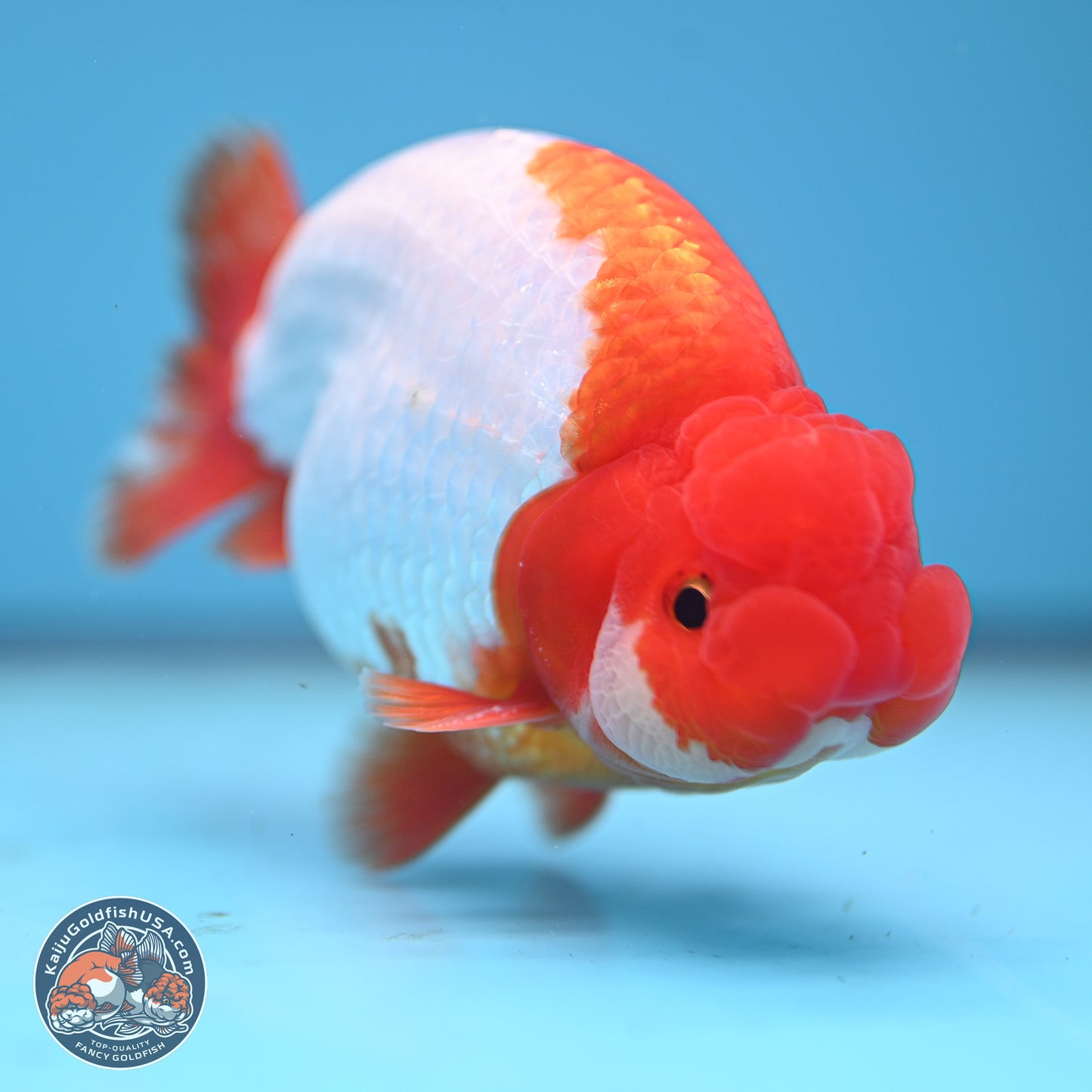 AAA Grade Red White Buffalo Ranchu 5 inches (241025_RC05) - Kaiju Goldfish USA